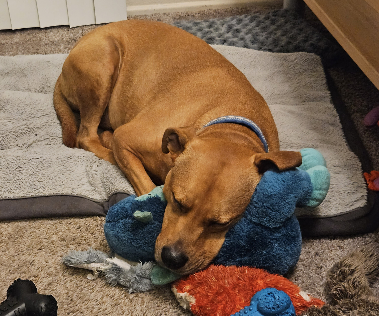 Barley, a dog, rests her big block head acros the body of a soft stuffed toy in the form of a blue monkey.