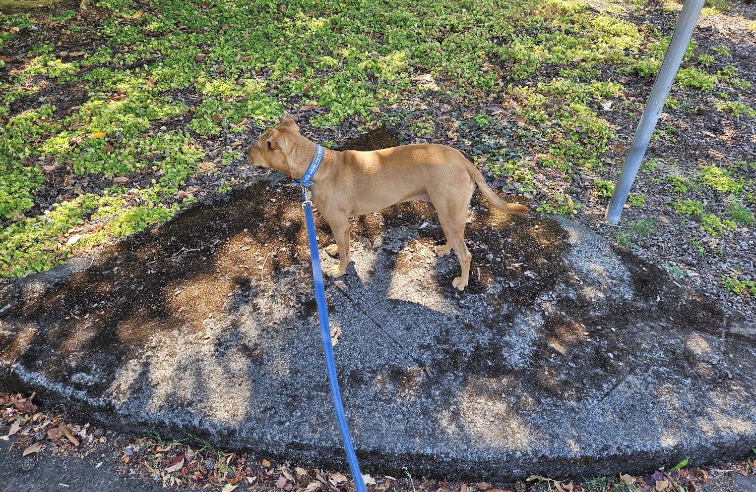 Barley, a dog, stands on the wedge of sidewalk at an intersection corner, from which no sidewalk extends in either direction.