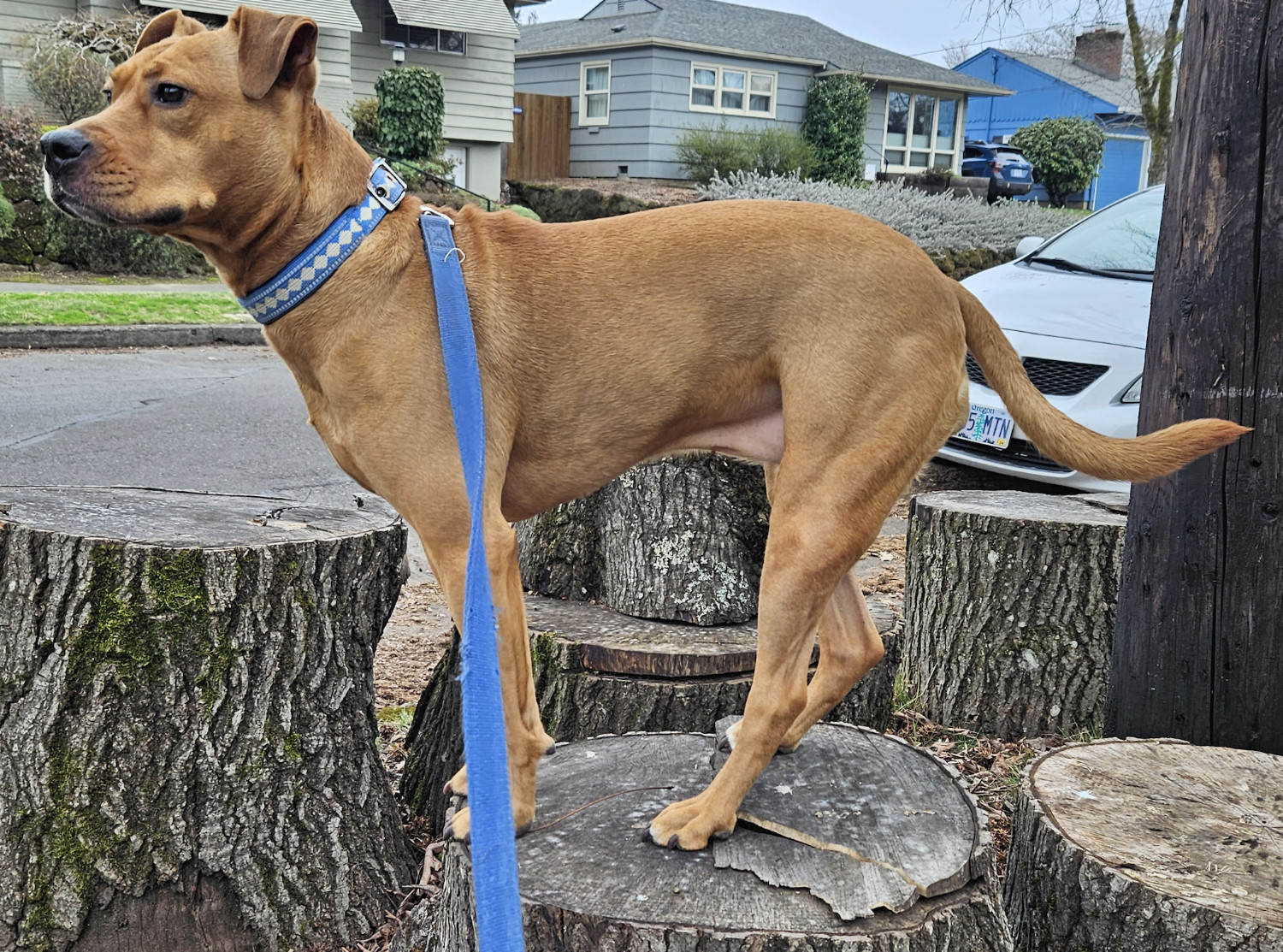 Barley, a dog, stands on a log and looks off into the distance.