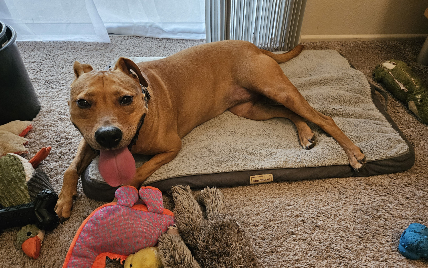 Barley, a dog, lies on a dog bed with a big, panting smile.