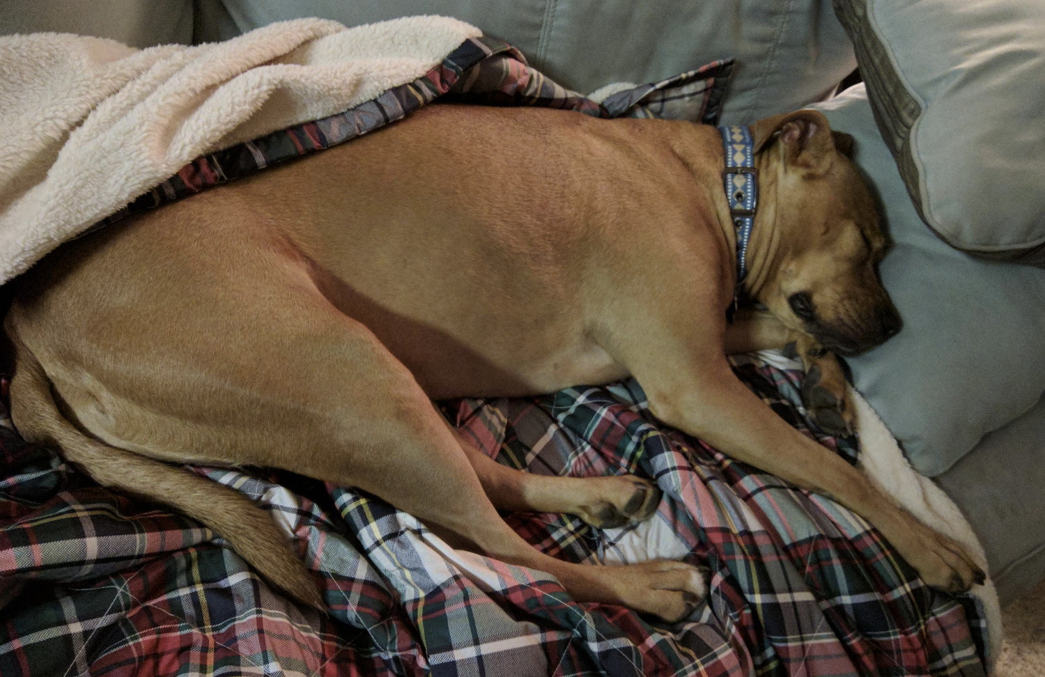 Barley, a dog, sleeps exhausted on a blanket in an unfamiliar place.