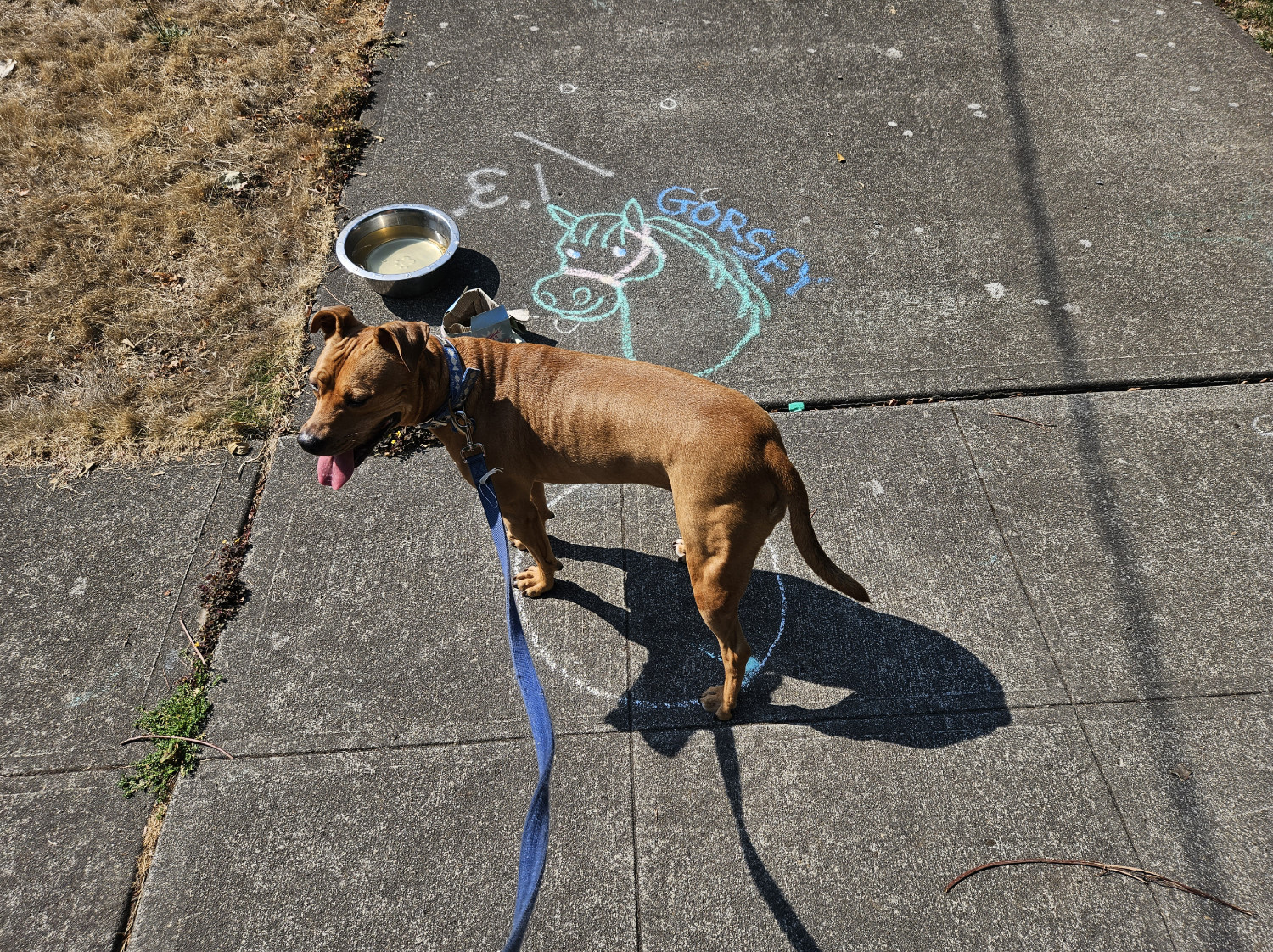 Barley, a dog, stands in a selection reticle, awaiting the player's instruction for her next move.