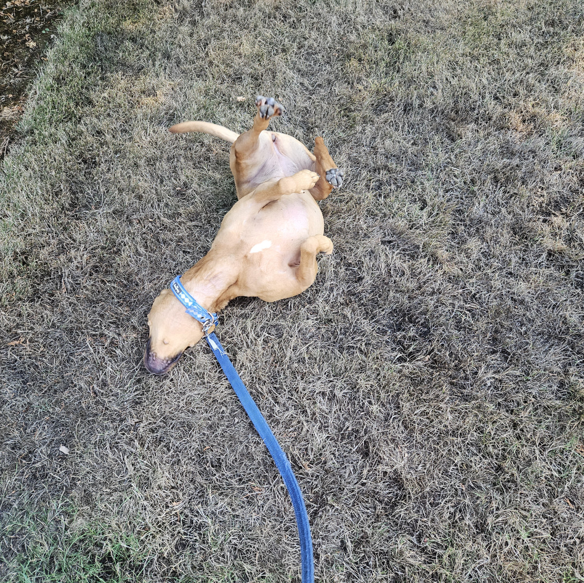 Barley, a dog, wiggles vigorously on her back, on a patch of dry grass.