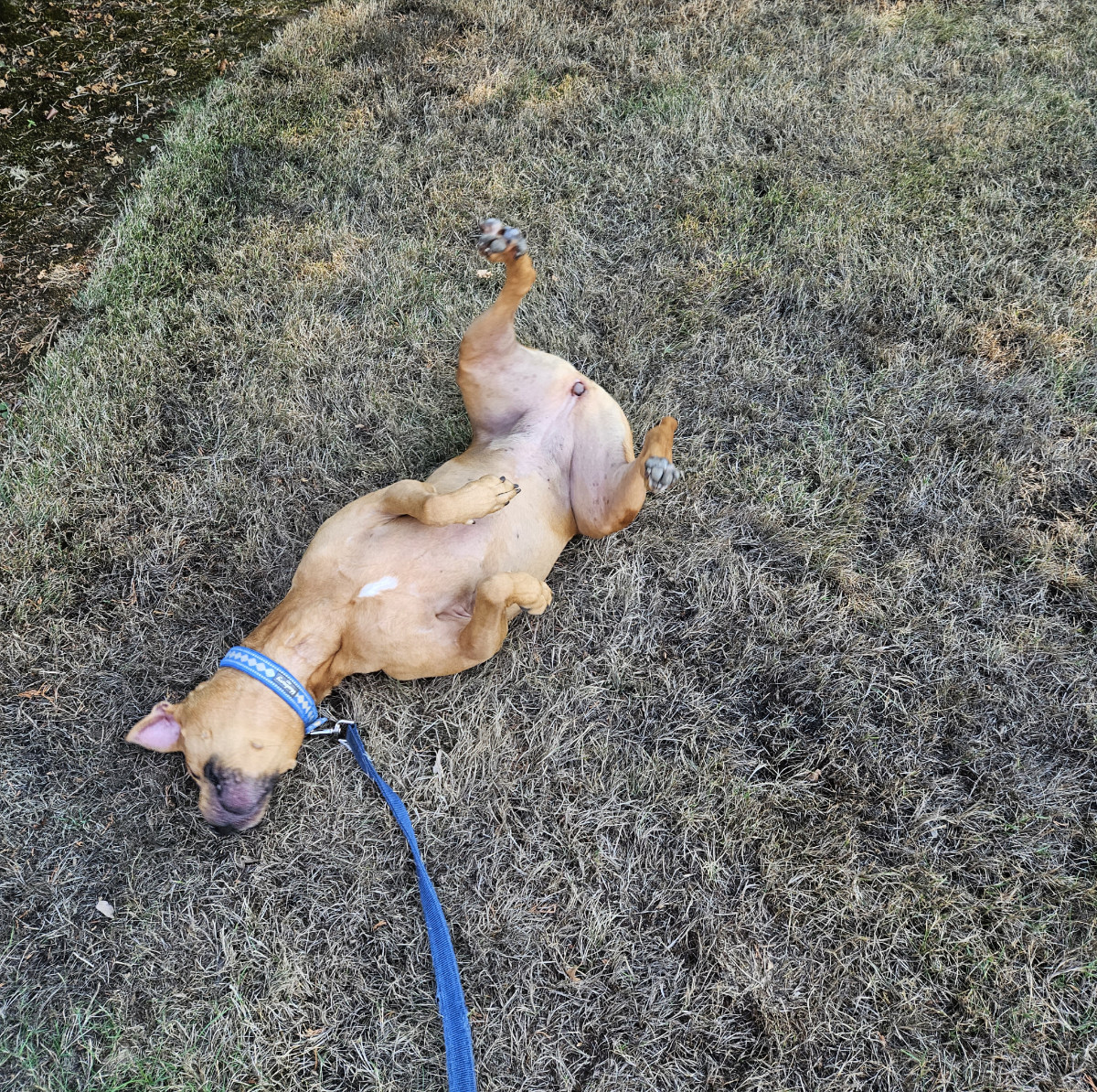 Barley, a dog, continues to wiggle.