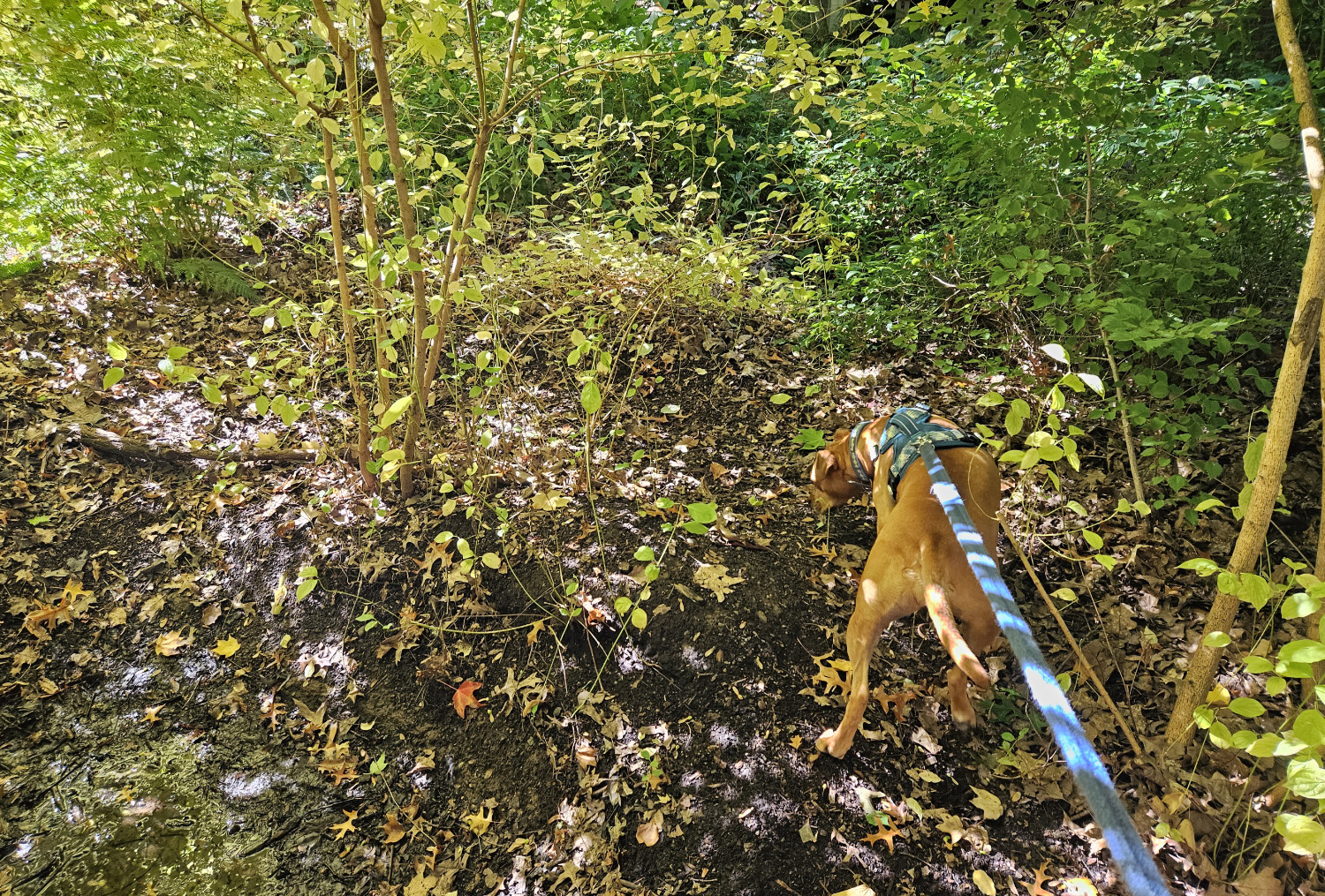 Barley, a dog, sniffs her way along an artificial indentation in the muddy earth.