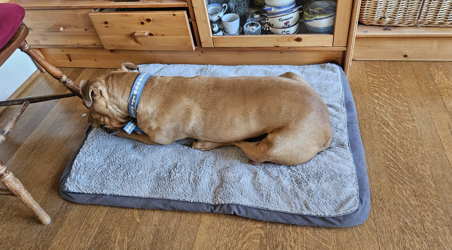 Barley, a dog, sits uncharacteristically, with her legs beneath her, while enthusiastically chewing on a toy that is just out of sight.