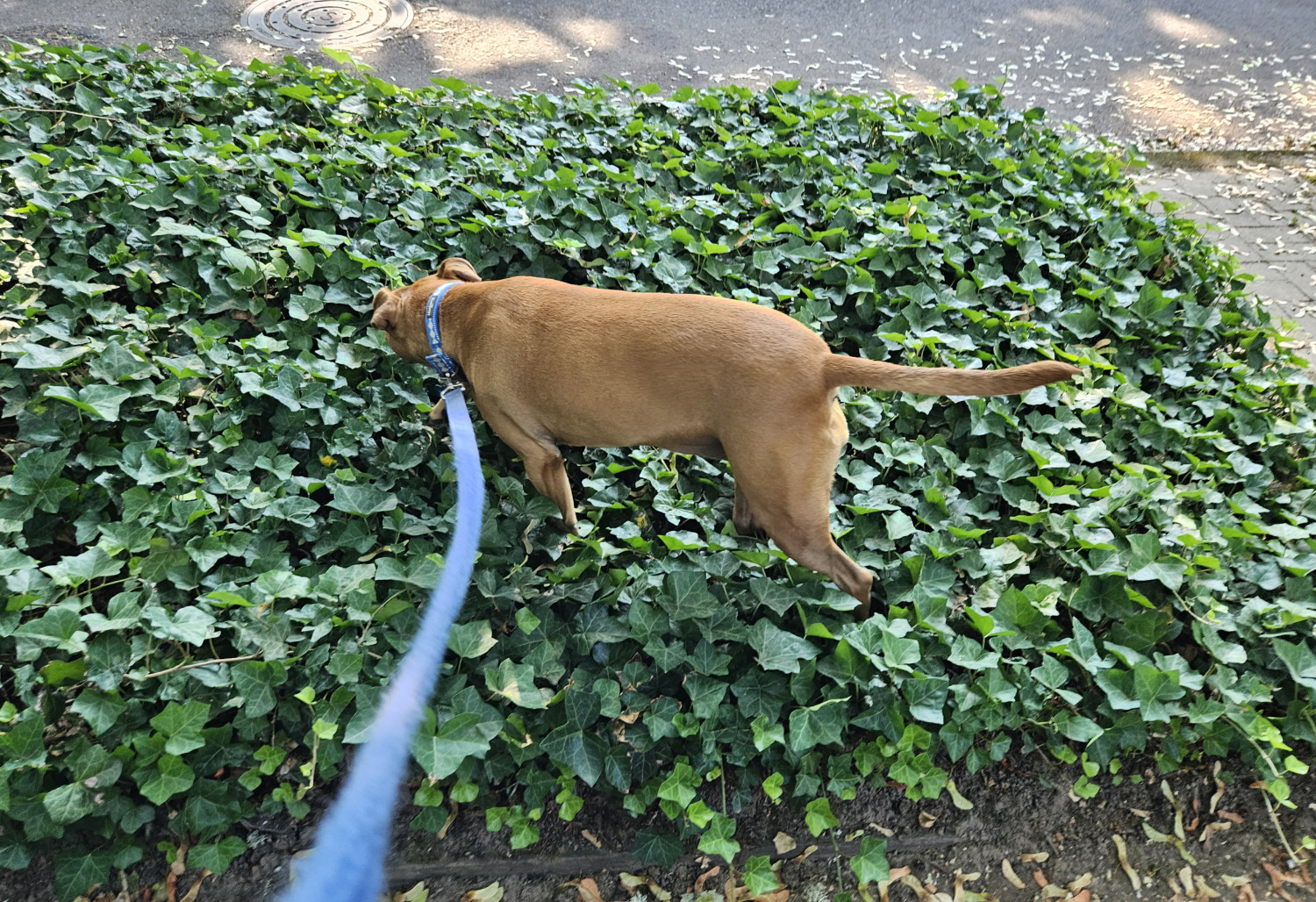 Barley, a dog, tromps around in some lush green ivy.