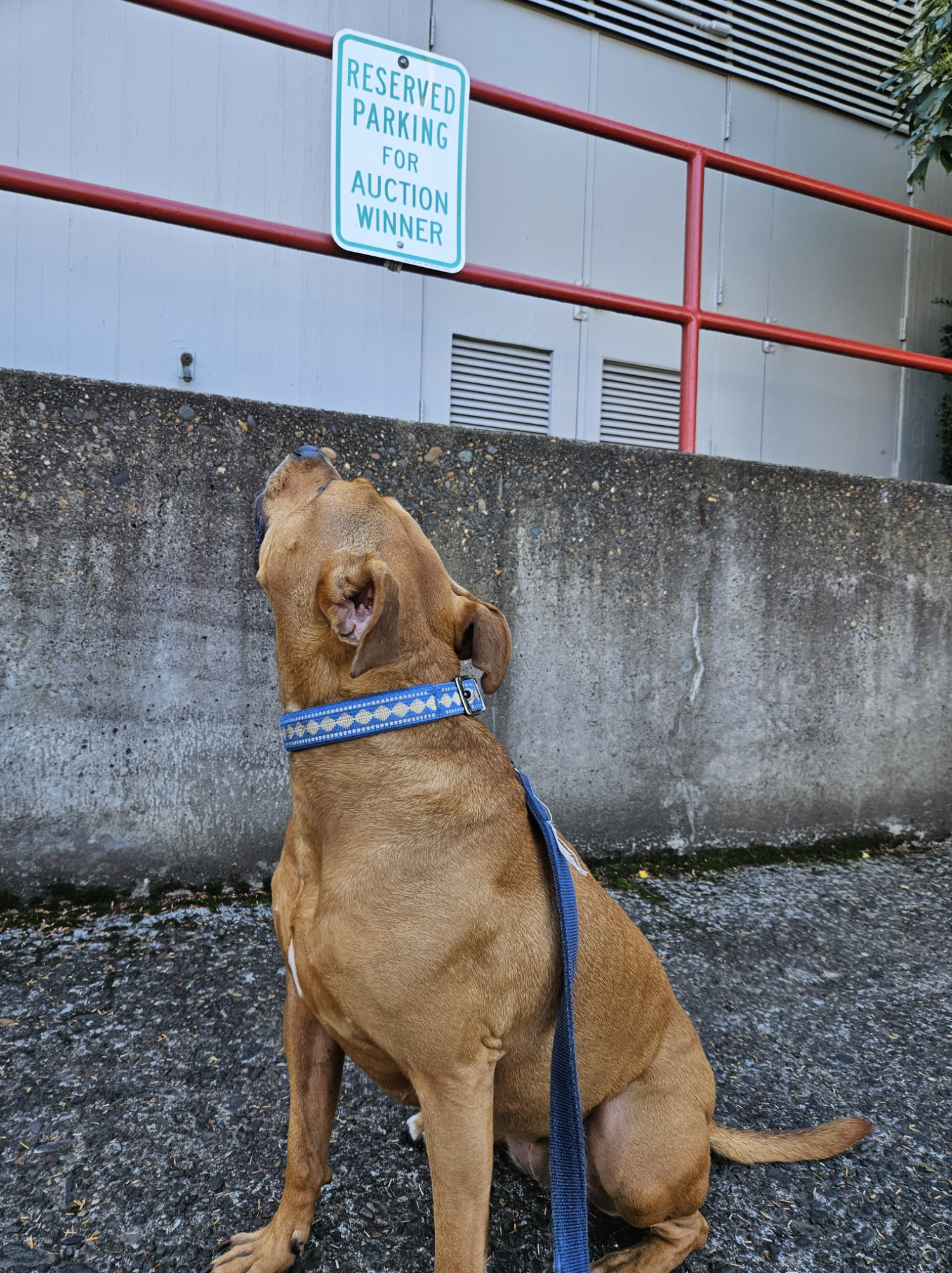 Barley, a dog, sits in a parking spot and looks up at a sign saying RESERVED PARKING FOR AUCTION WINNER.