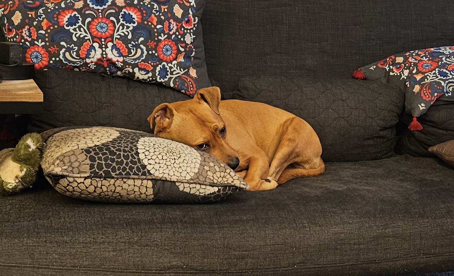 Barley, a dog, curls herself up for a nap and somehow seems to shrink in the process.