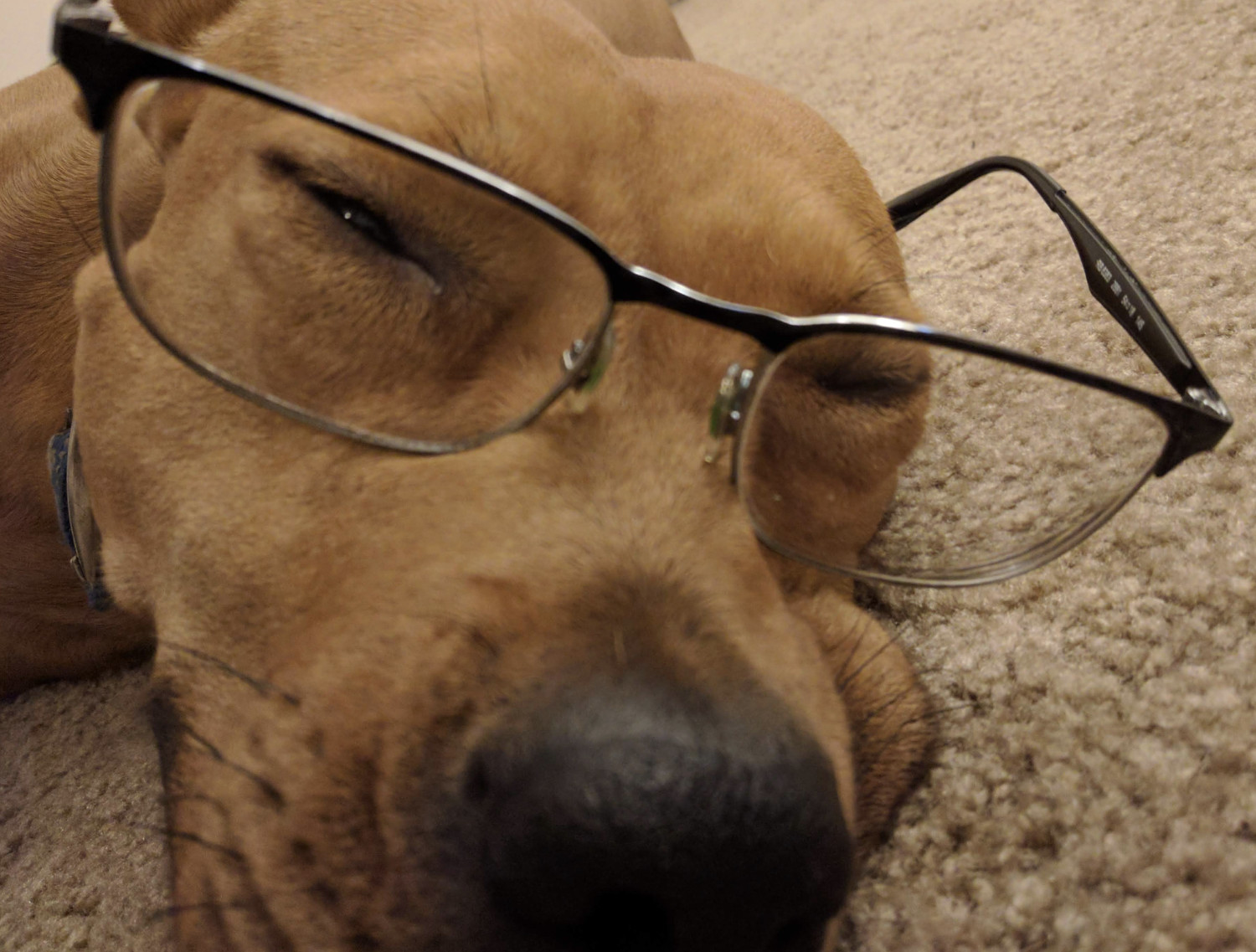 Barley, a dog, tolerates having eyeglasses draped over her face as she tries to sleep.