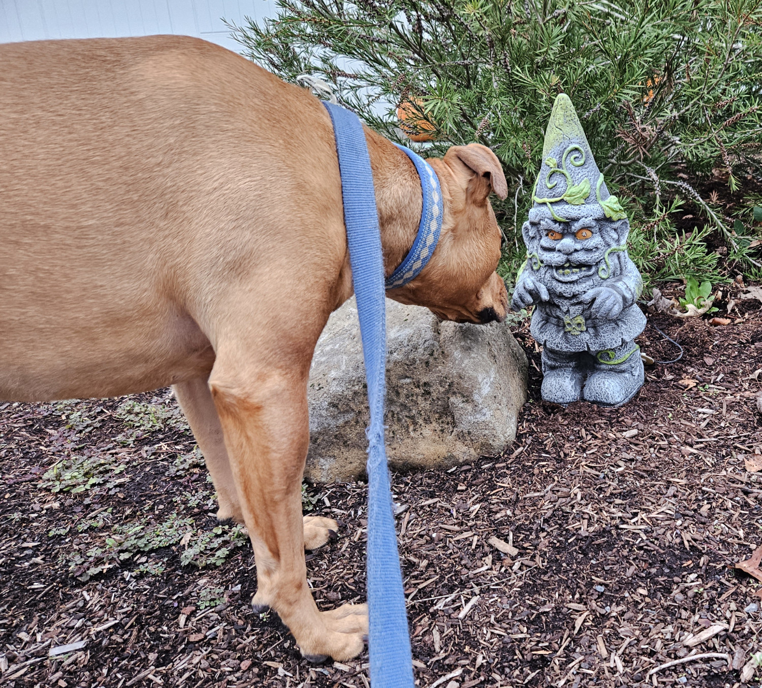 Barley, a dog, investigates a malevolent "deep gnome" who has no doubt emerged for an unholy observance of All Hallow's Eve.