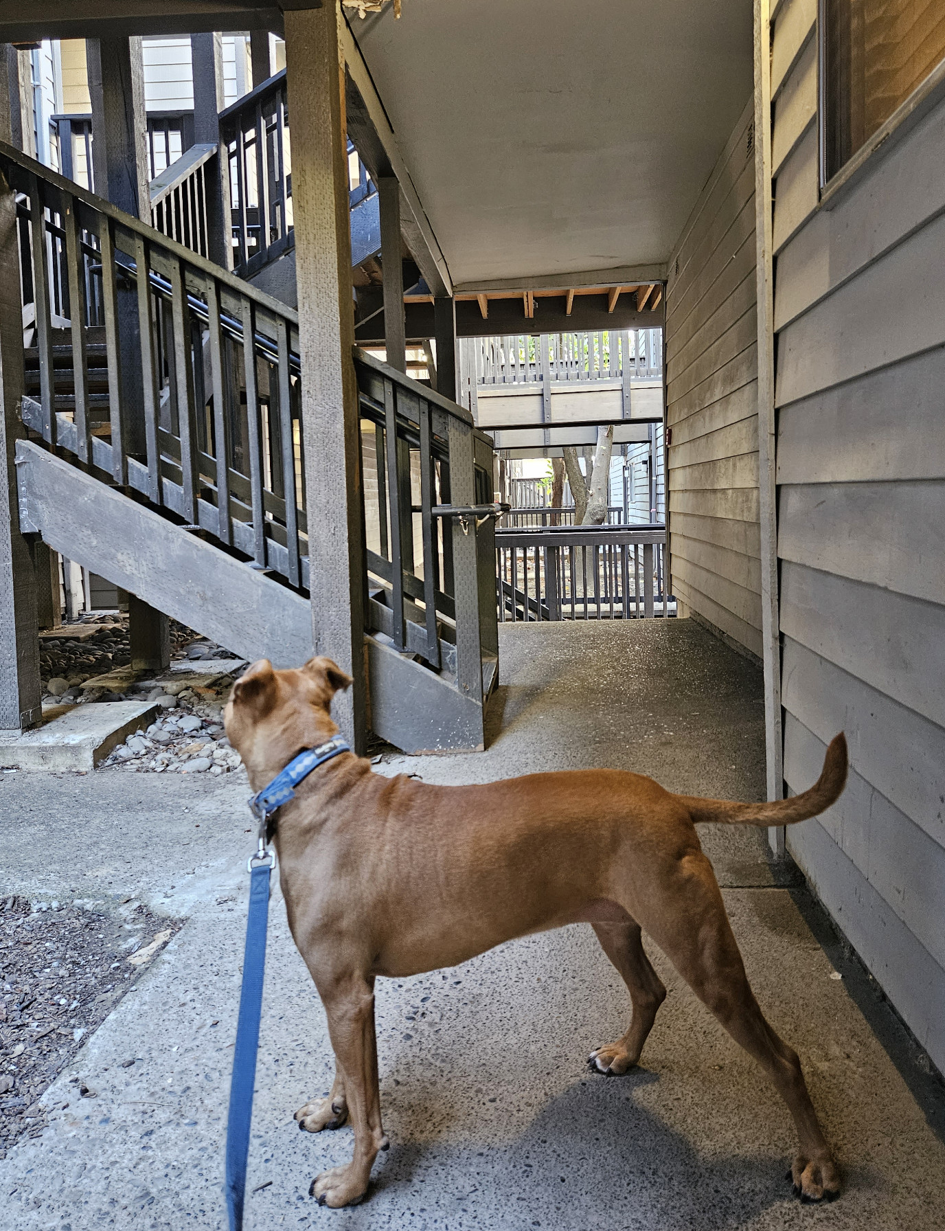 Barley, a dog, looks back into a seemingly never-ending array of stairs and railings in a dense residential complex.