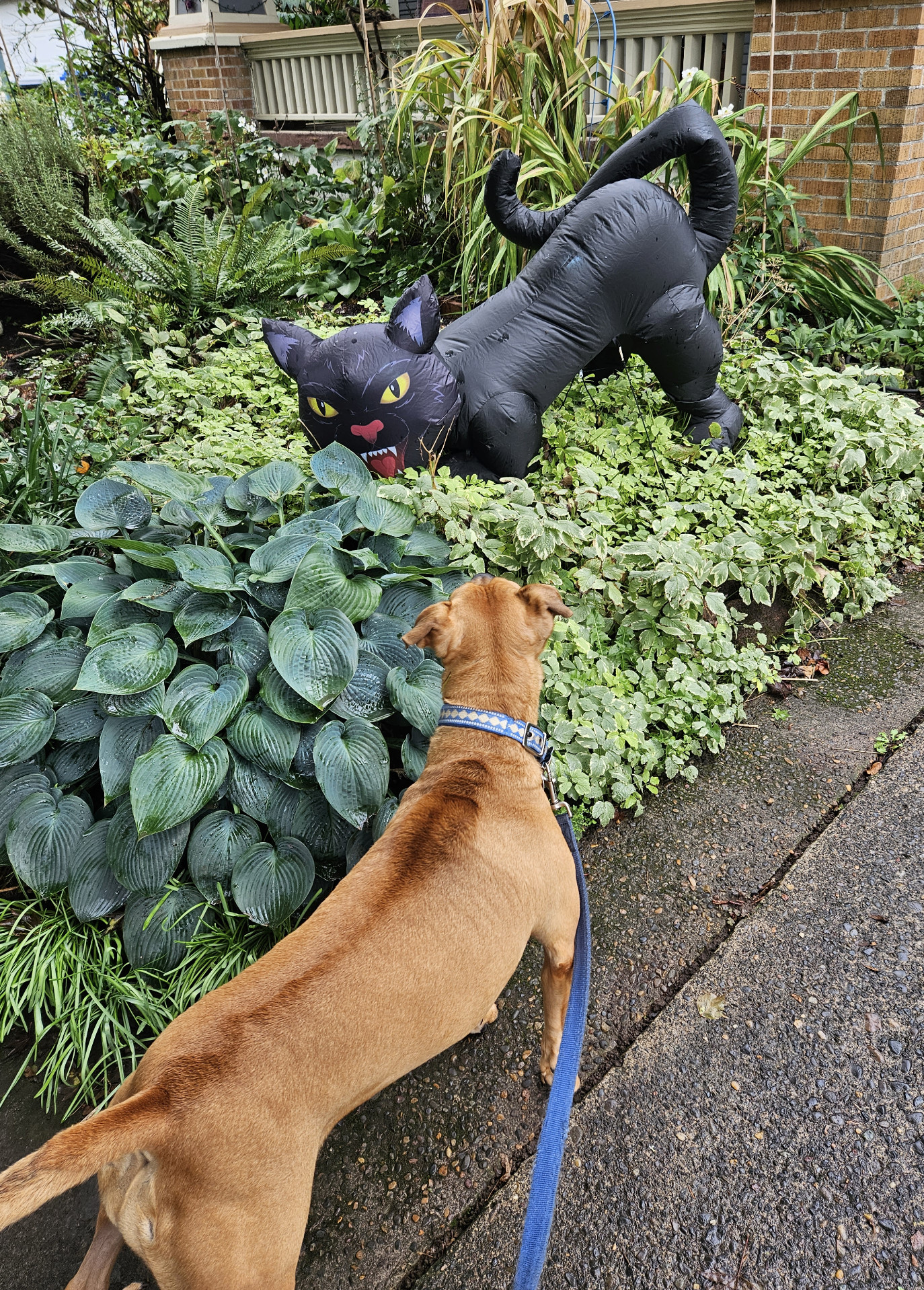 Barley, a dog, stands before an inflated lawn decoration of a black cat, scaled up to be *much* larger than Barley. Barley's fur along the line of her back is visibly standing on end.