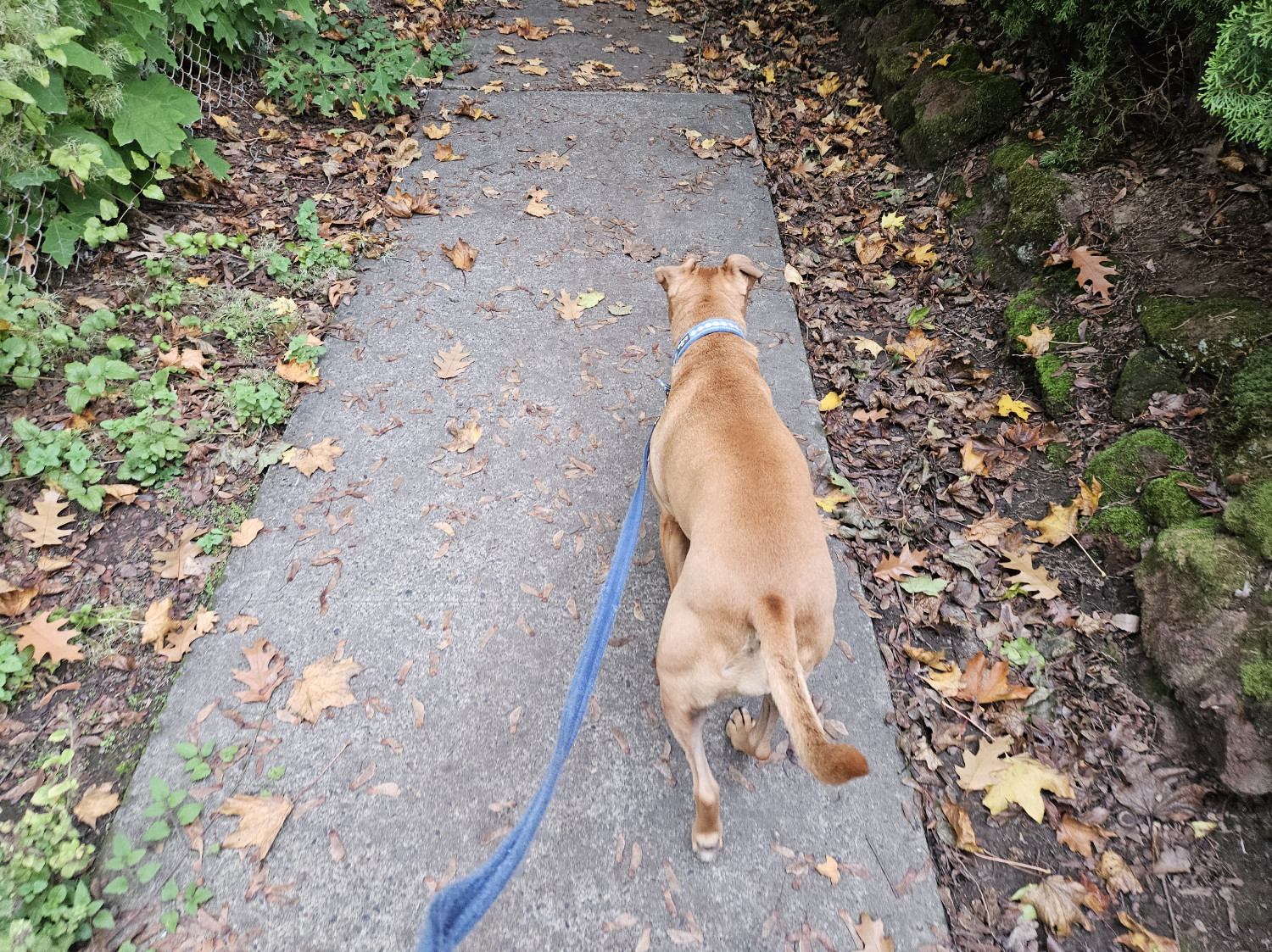 Barley, a dog, leads the way down a narrow side street.