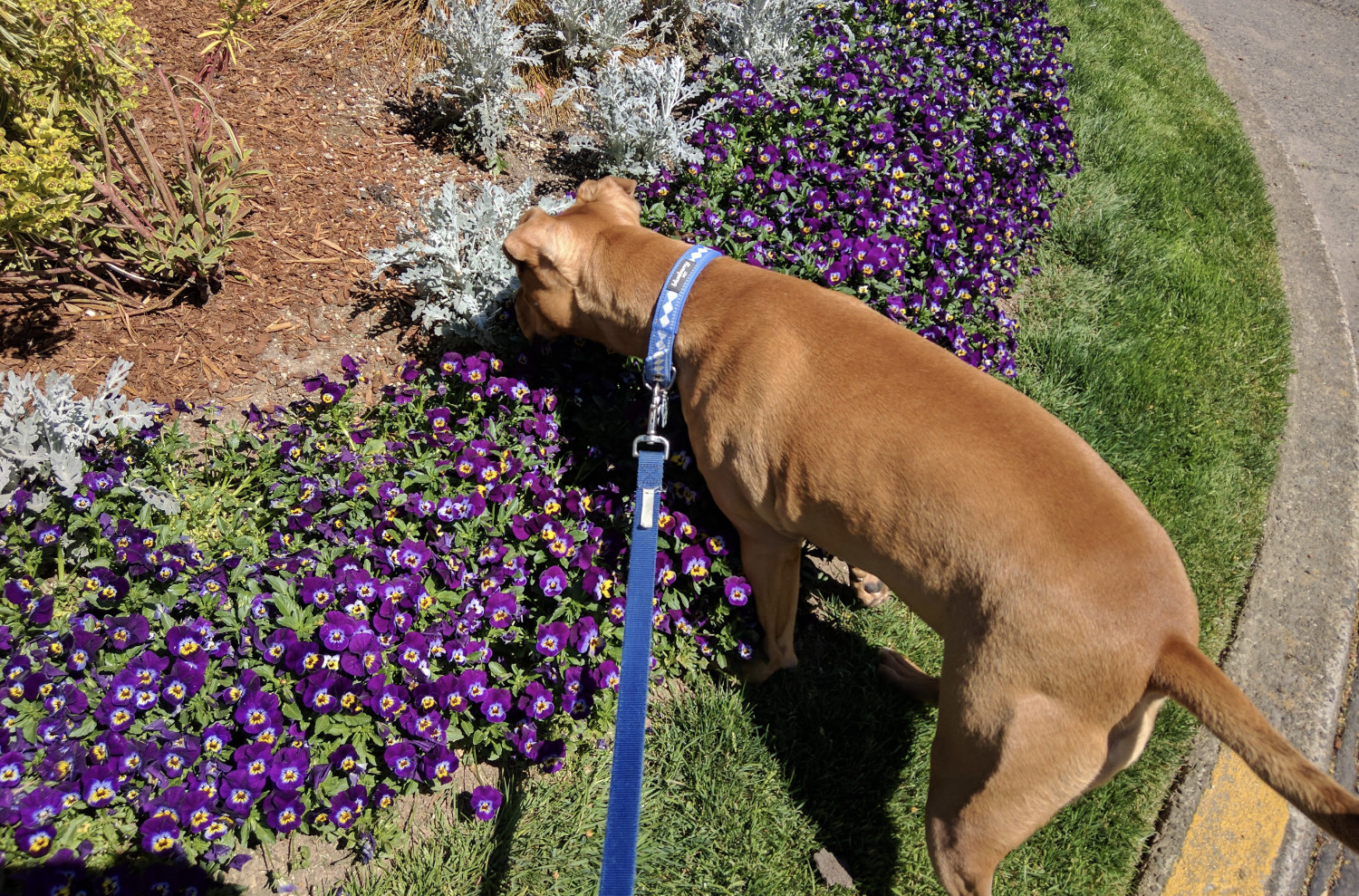 Barley, a dog, cranes her neck over some flowers to examine some dry mulch just beyond them.