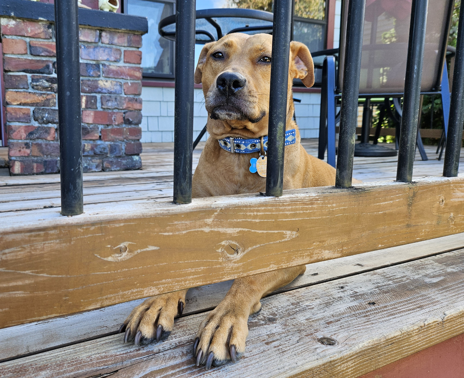 Barley, a dog, peers at the camera through the railing of a wooden deck. Her paws poke out from under the railing.