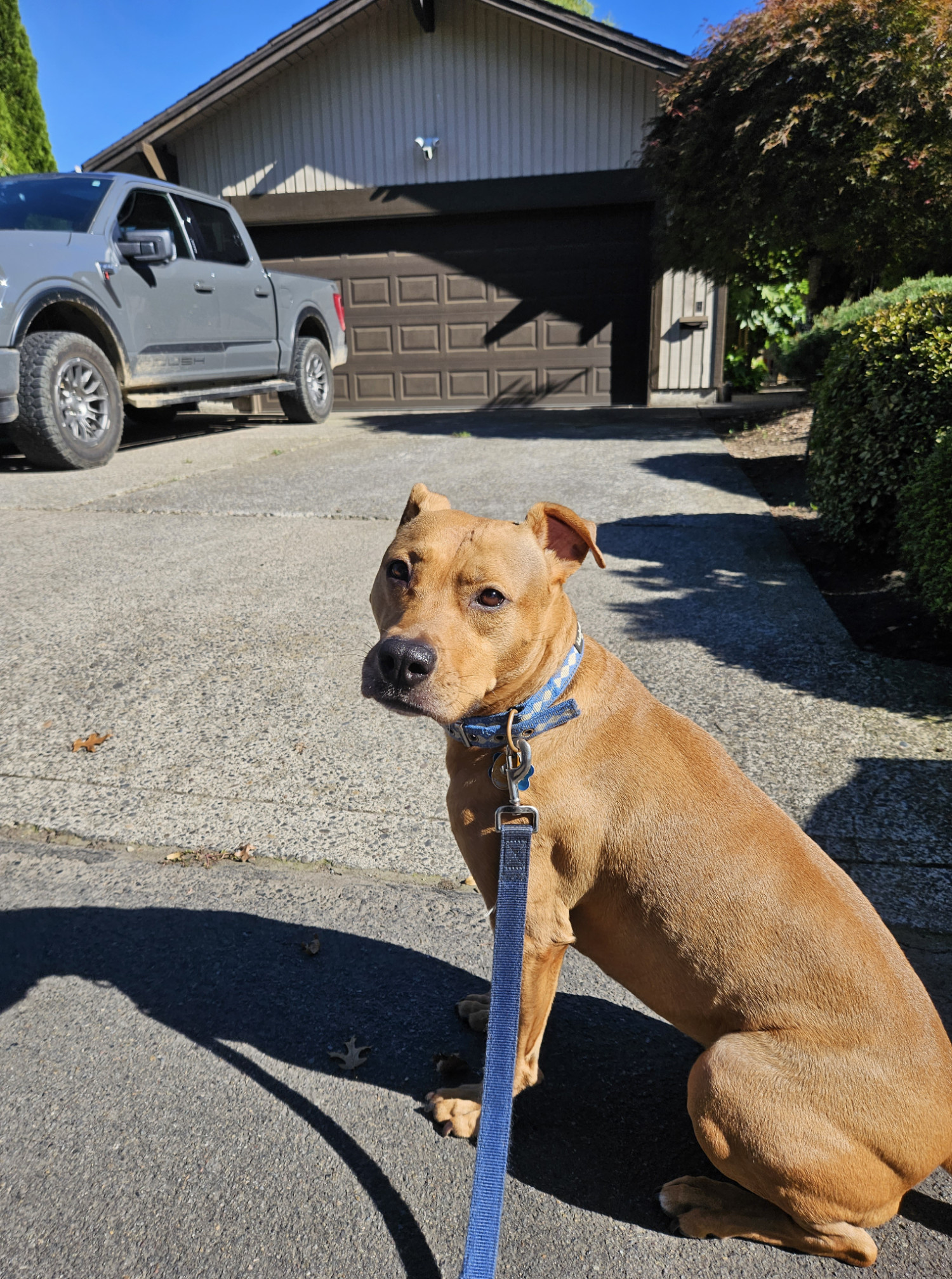 Barley, a dog, sits in a driveway. Behind her, a combination motion-sensor-light-camera-speaker informs her that she is being recorded.