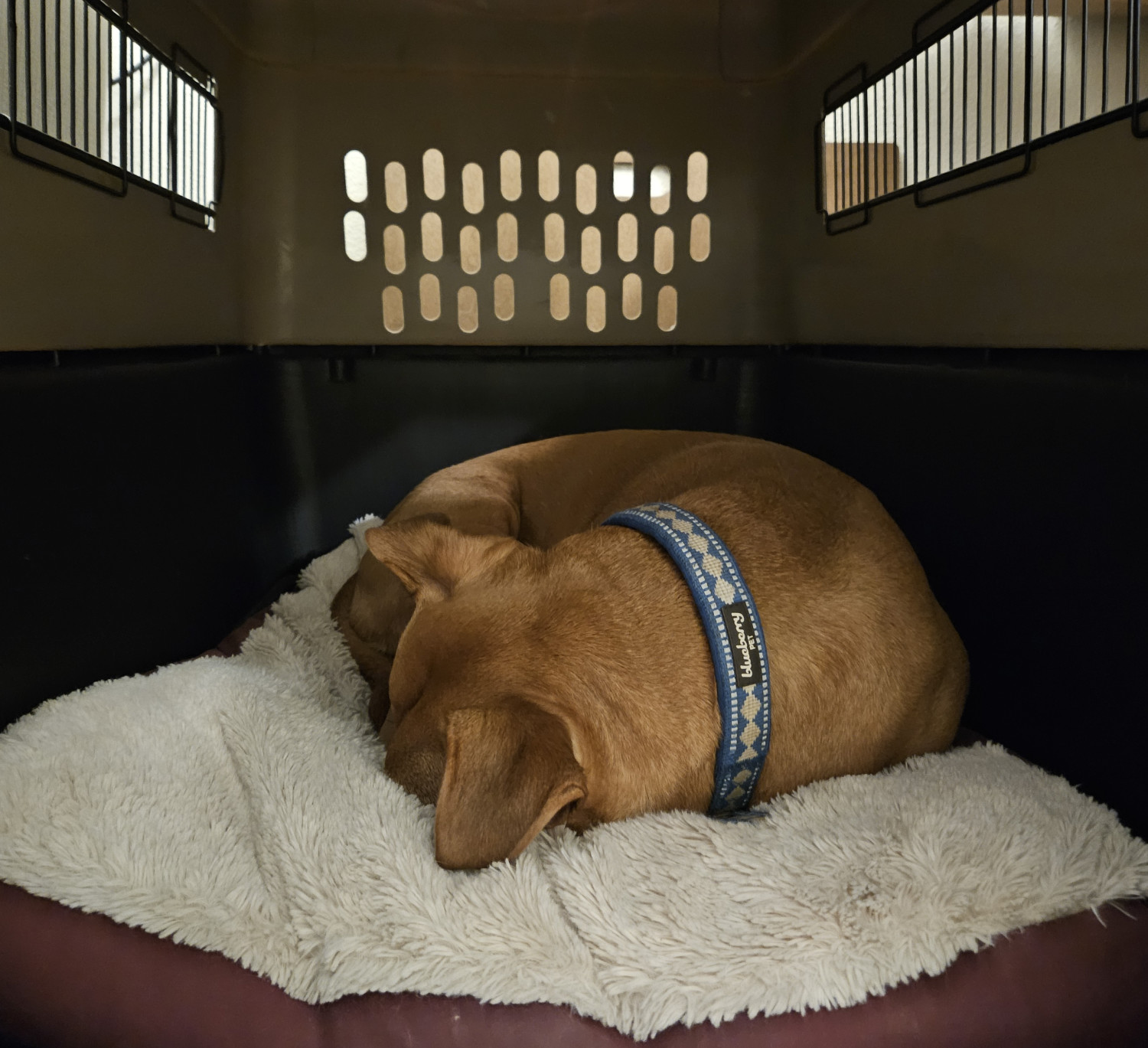 Barley, a dog, sleeps while curled into a ball in her home crate.