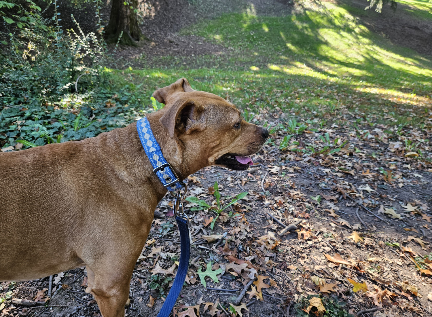 Barley, a dog, gazes calmly ahead in a park setting.