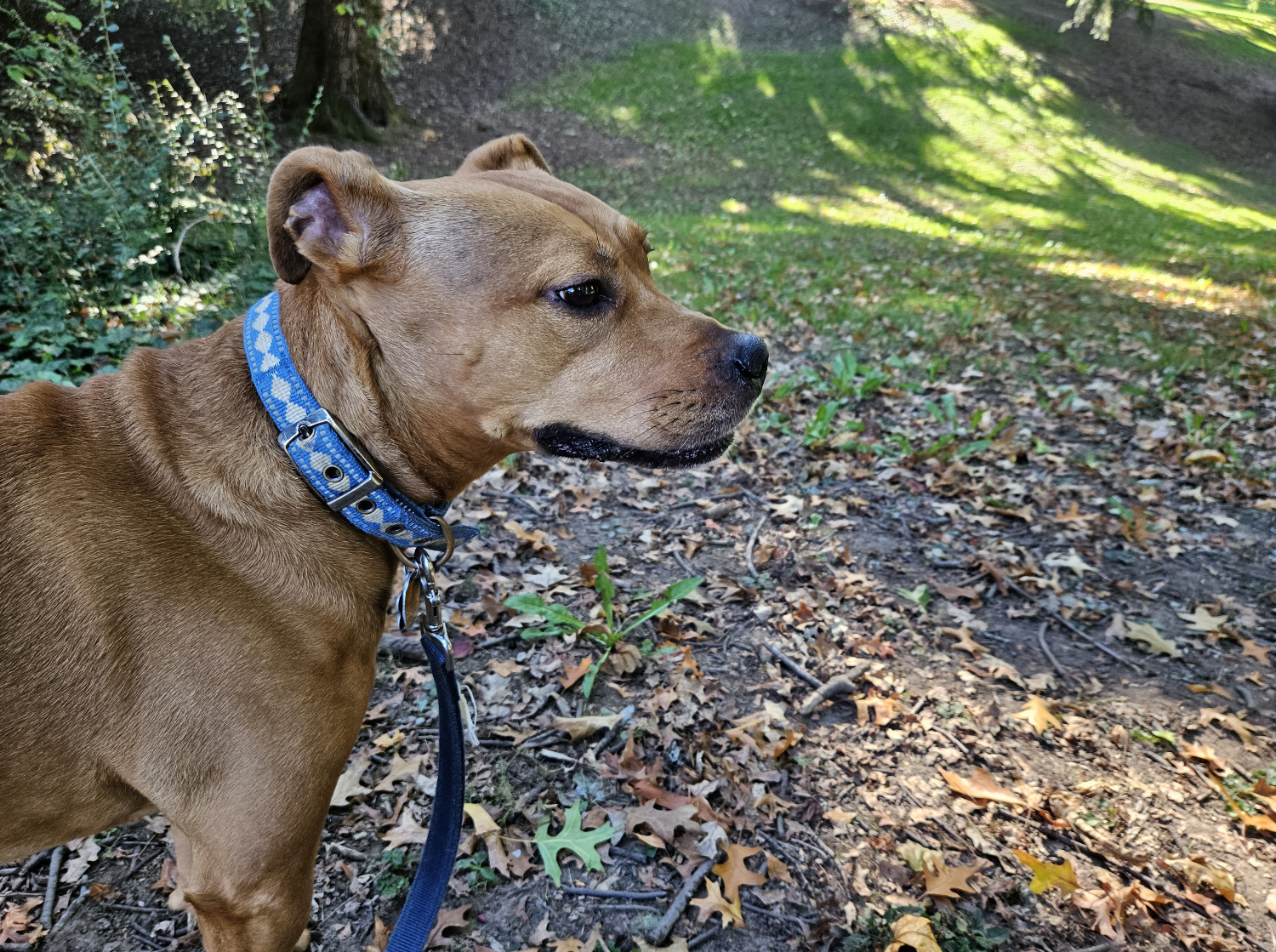 Barley, a dog, turns her head a bit to the right and adopts a concerned expression.