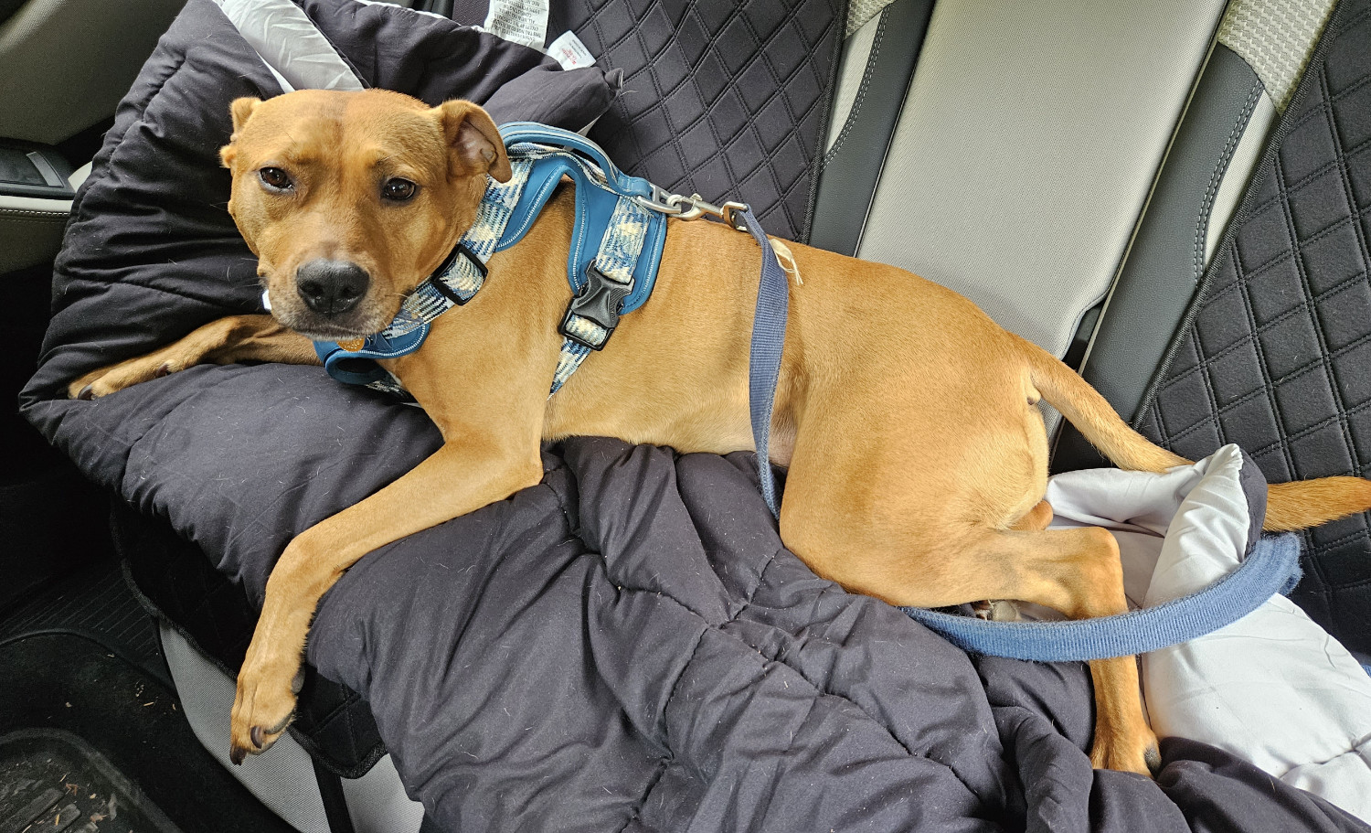 Barley, a dog, lies in the back seat of a car, atop a comforter spread out for her convenience.