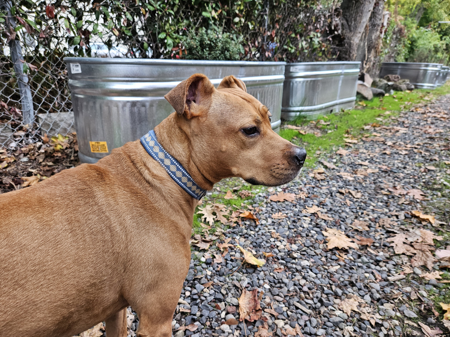 Barley, a dog, stands in front of a series of shiny metal planters containing a shrubbery and edible vegetables.