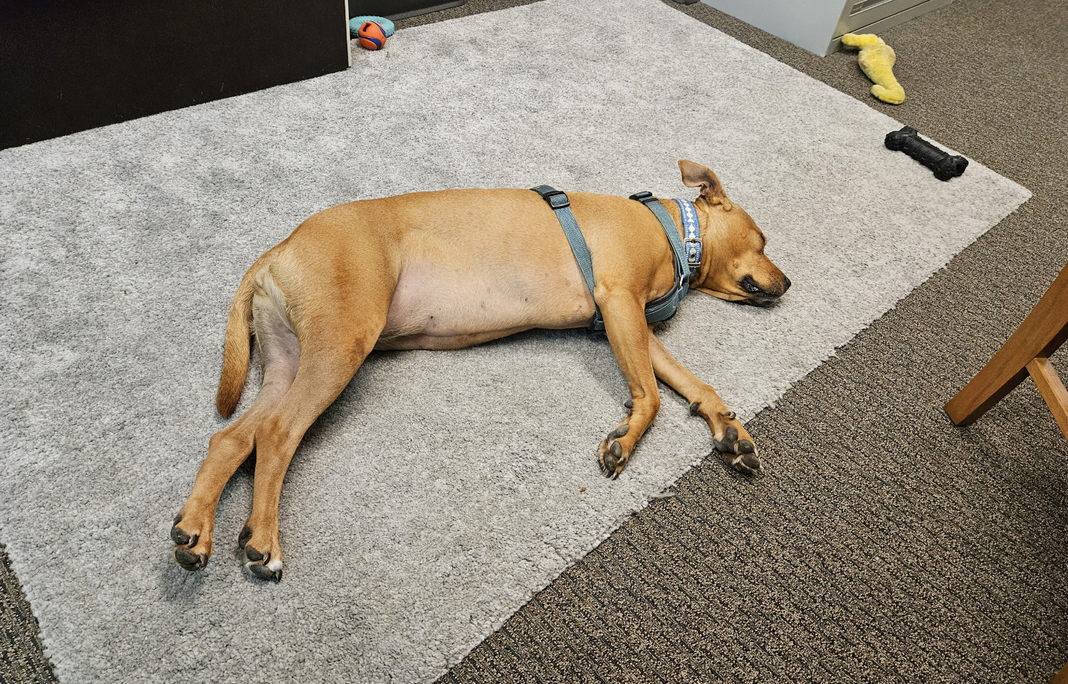 Barley, a dog, is tuckered right out on the office carpet.