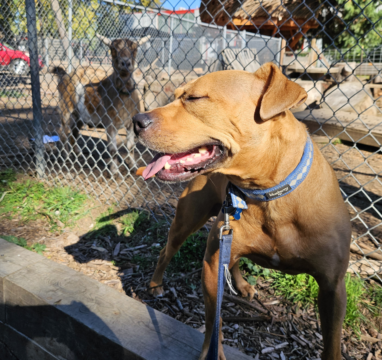 Barley, a dog, is caught mid-blink as she hangs out near some goats.