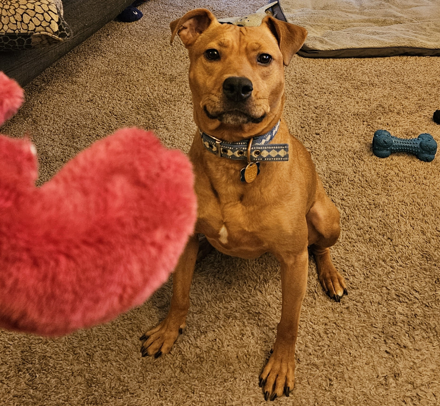 Barley, a dog, sits expectantly as the claw of her lobster toy looms in the foreground.