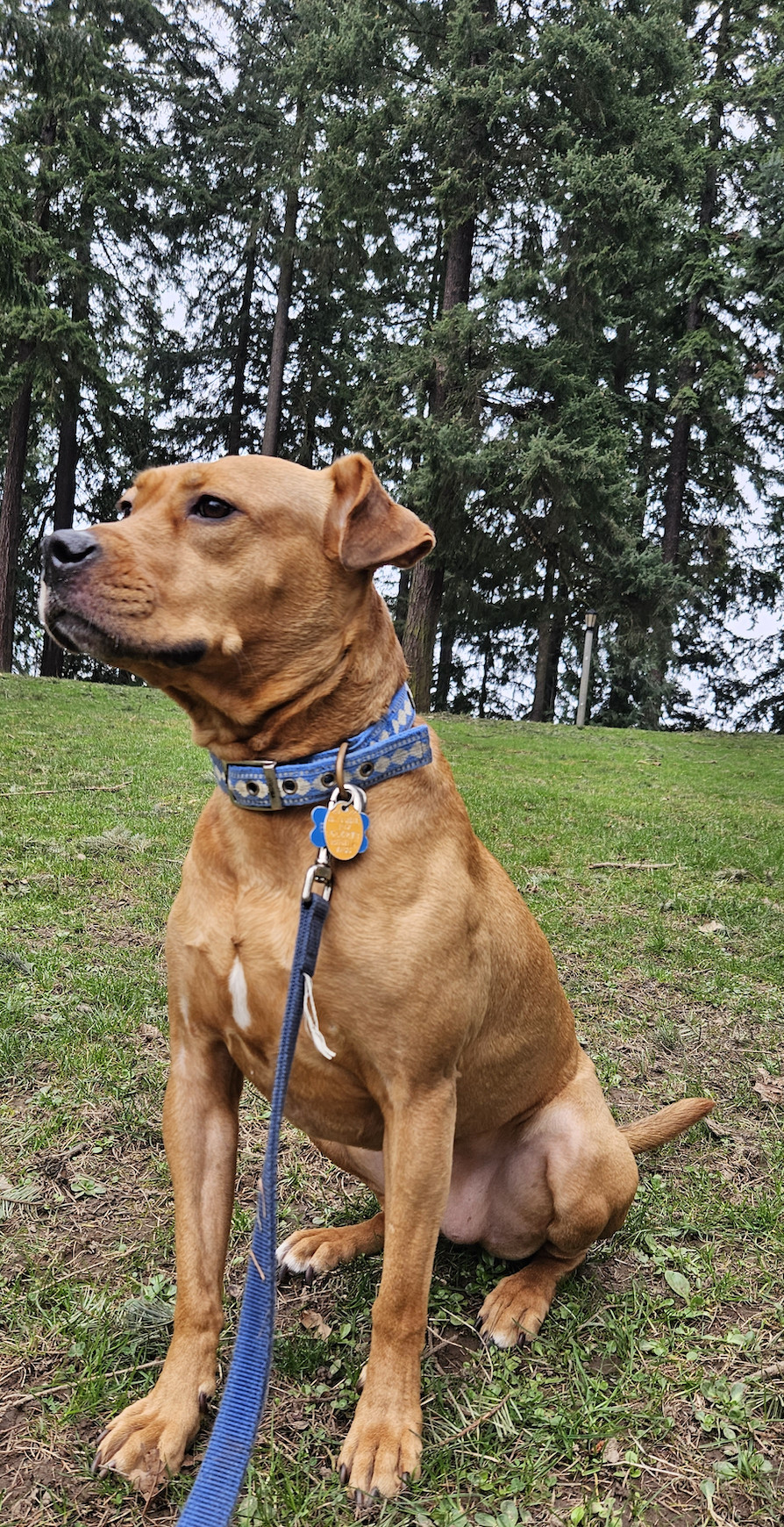 Barley, a dog, sits on a hill with enormous conifers behind her, stretching into the overcast sky.