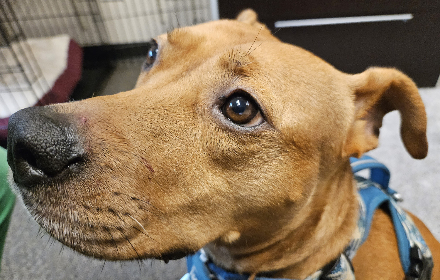 Barley, a dog, gazes upward in a closeup that reveals small scratches to her snout.