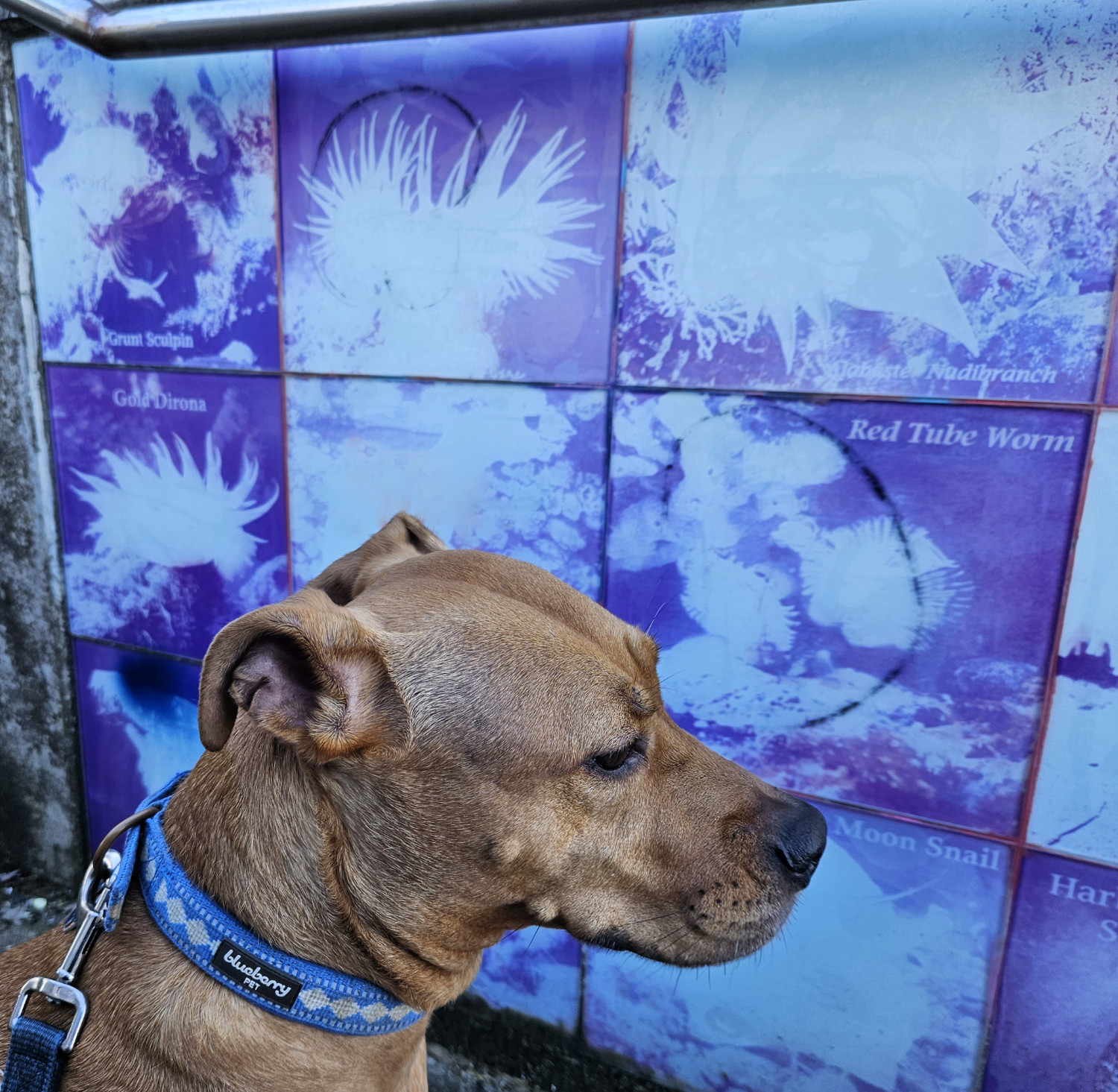 Barley, a dog, poses in front of some *very* sun-bleached tiles depicting ocean life native to the region.