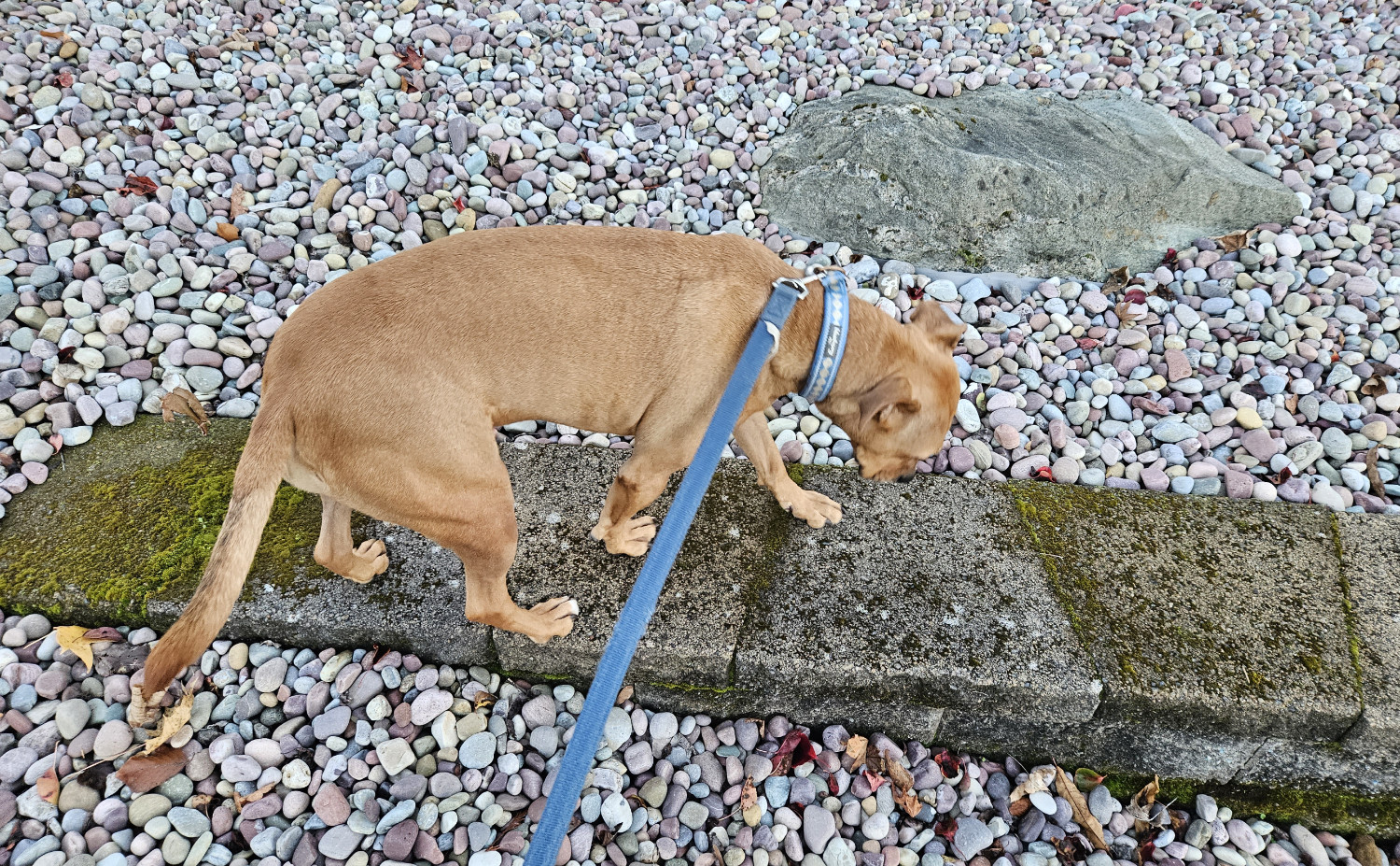 Barley, a dog, pokes around a stonescaped yard with an awful lot of faintly red, pink, and purple stones.