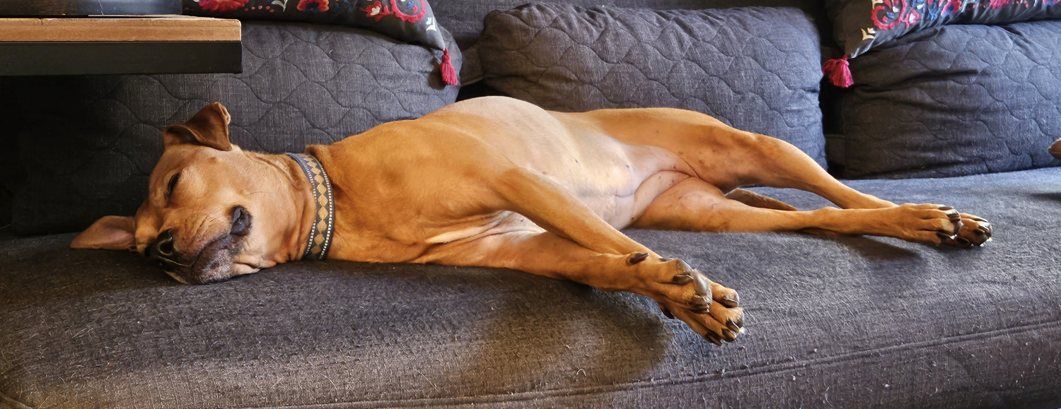 Barley, a dog, lays on her side on a futon, her body as relaxed as it is extended.