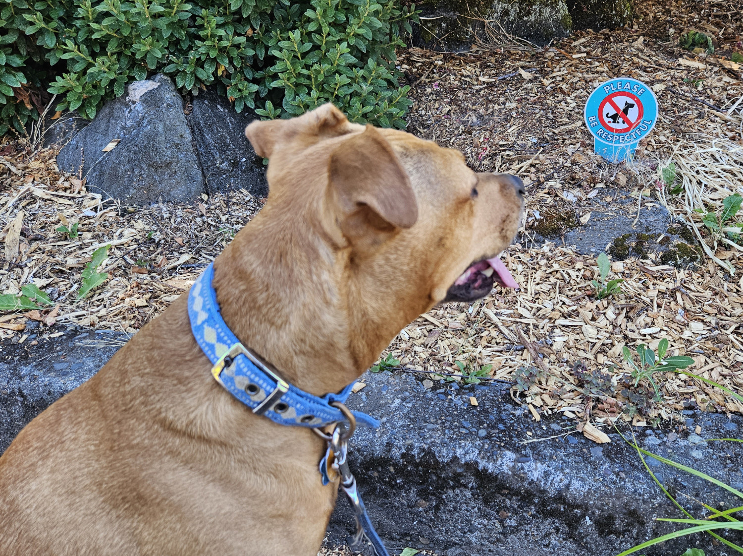 Barley, a dog, can't read a sign explaining that having bowel movements is disrespectful.