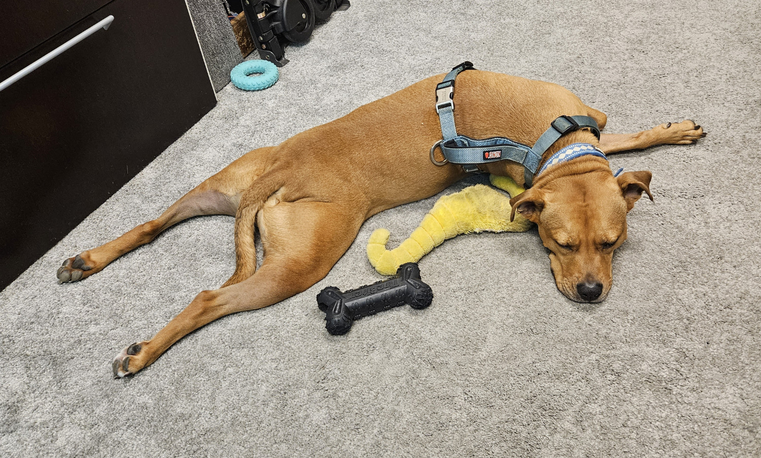 Barley, a dog, lies in a curved sploot, with her legs projecting back from her hips at a ninety degree angle from the orientation of her head.