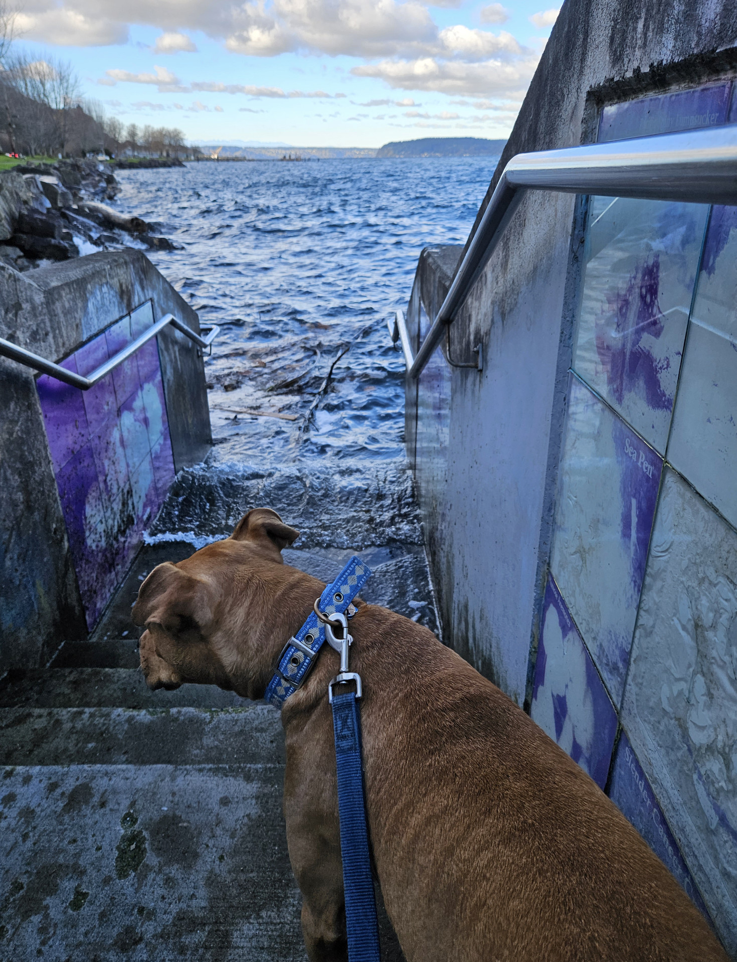 Barley, a dog, stands in a narrow concrete staircase and glances warily at the ocean waves splashing up against the steps a few feet ahead of her.