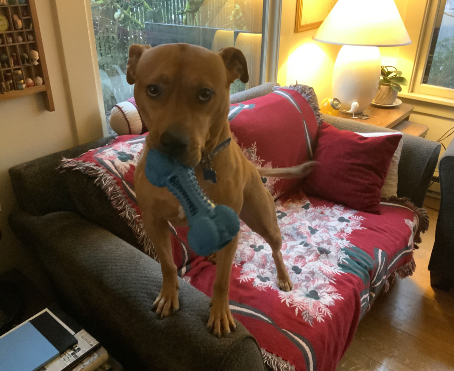 Barley, a dog, presents a rubber chew toy. She does not want you to have it, but she's excited for you to try to take it away from her.