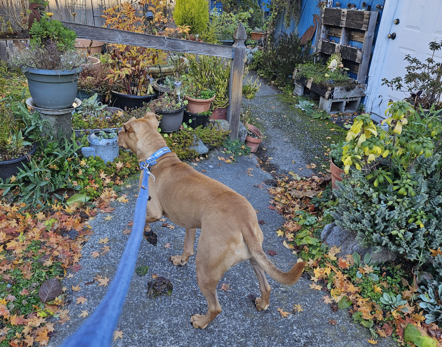 Barley, a dog, does a little steppy as she scopes out a very crowded, lovingly gardened yard.