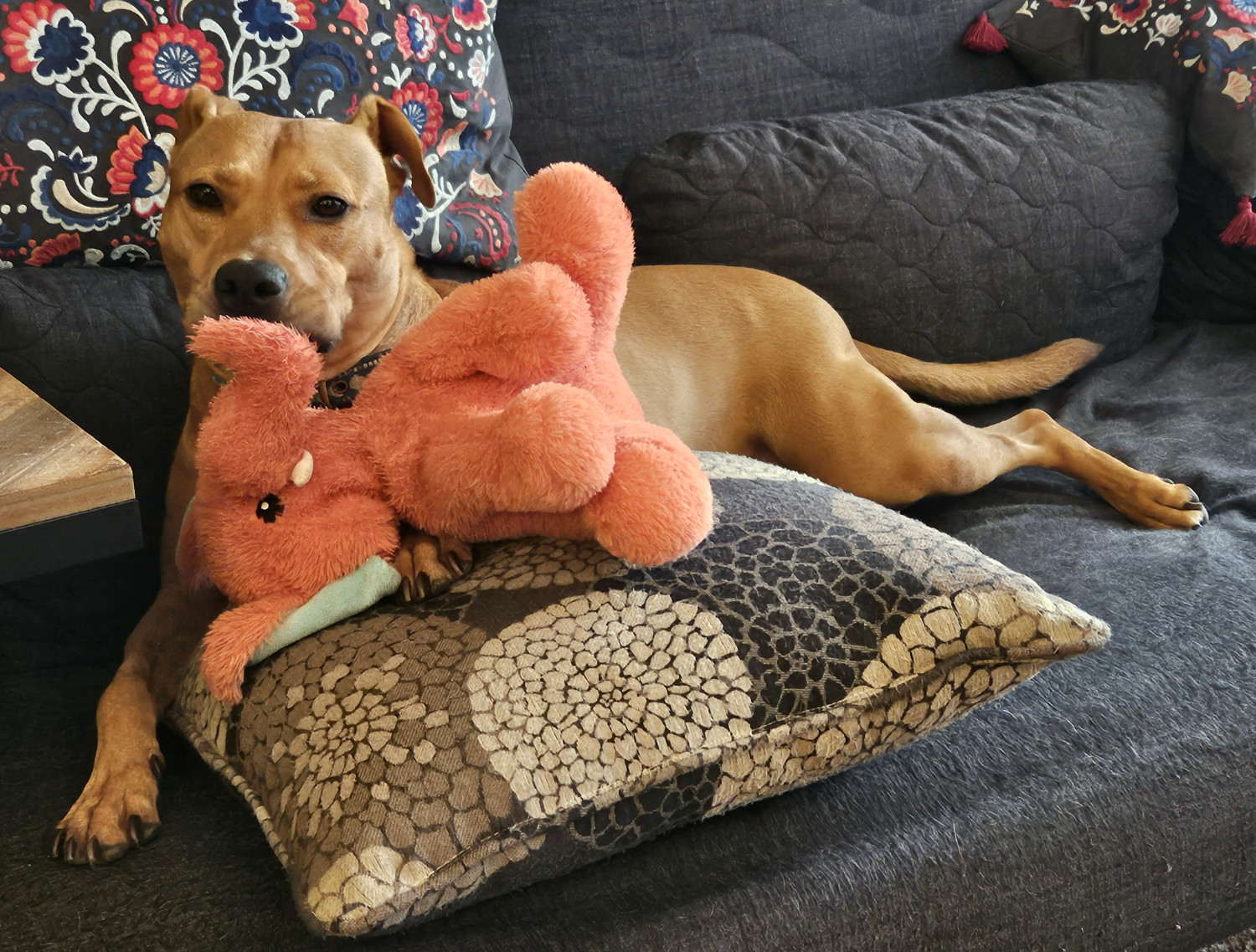 Barley, a dog, lies regally with her prey before her, a salmon-pink elephant with light blue lining its ears.