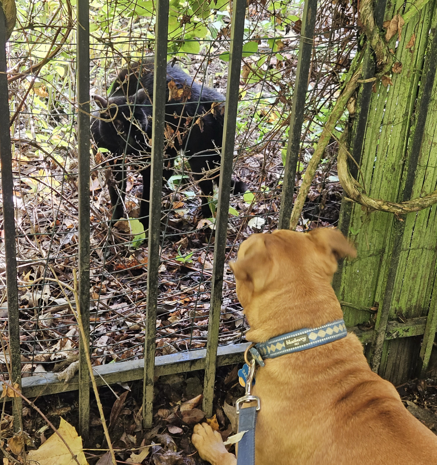 Barley, a dog, stares at a black cat with an arched back through a mesh-covered fence. The cat stares back.