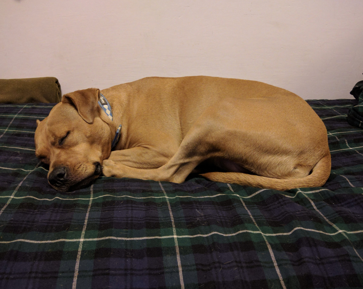 Barley, a dog, sleeps on a blue-green plaid bedspread, marked out with white gridlines. The wall behind her is pink.