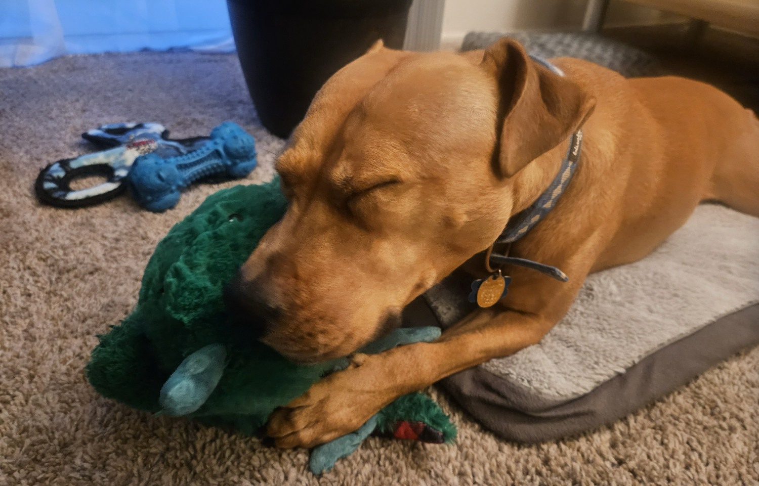 Barley, a dog, grips a soft toy tightly in her paws and squints. Not visible in the photo is the toy's ear that she is earnestly chewing on with her molars.