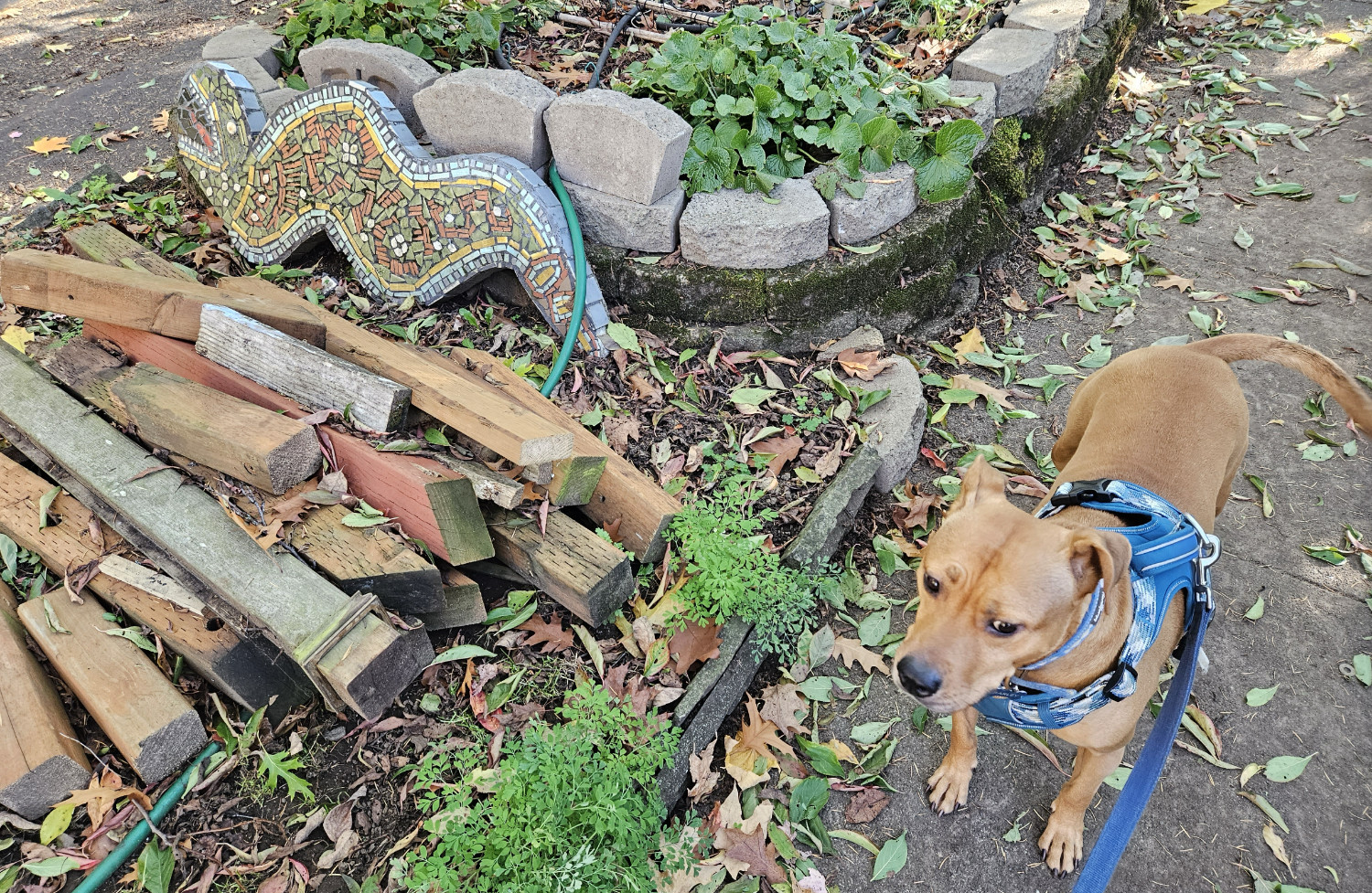 Barley, a dog, seems wary standing beside a tile mosaic of a particularly rotund serpent.