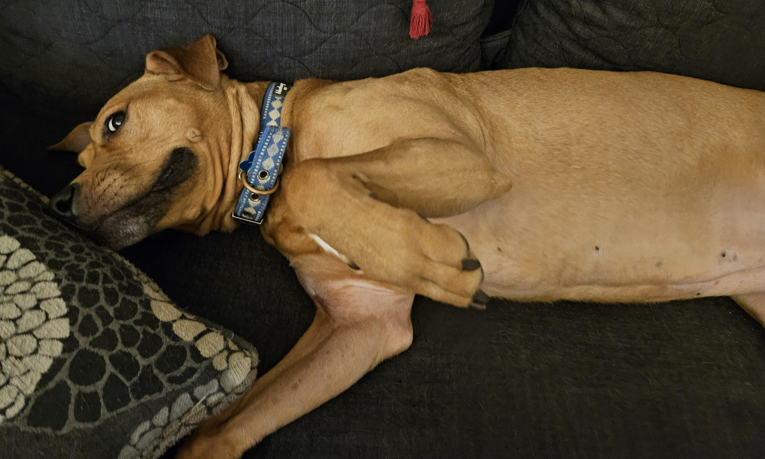 Barley, a dog, lies on her side and looks at the camera expectantly as she raises one paw up a bit.