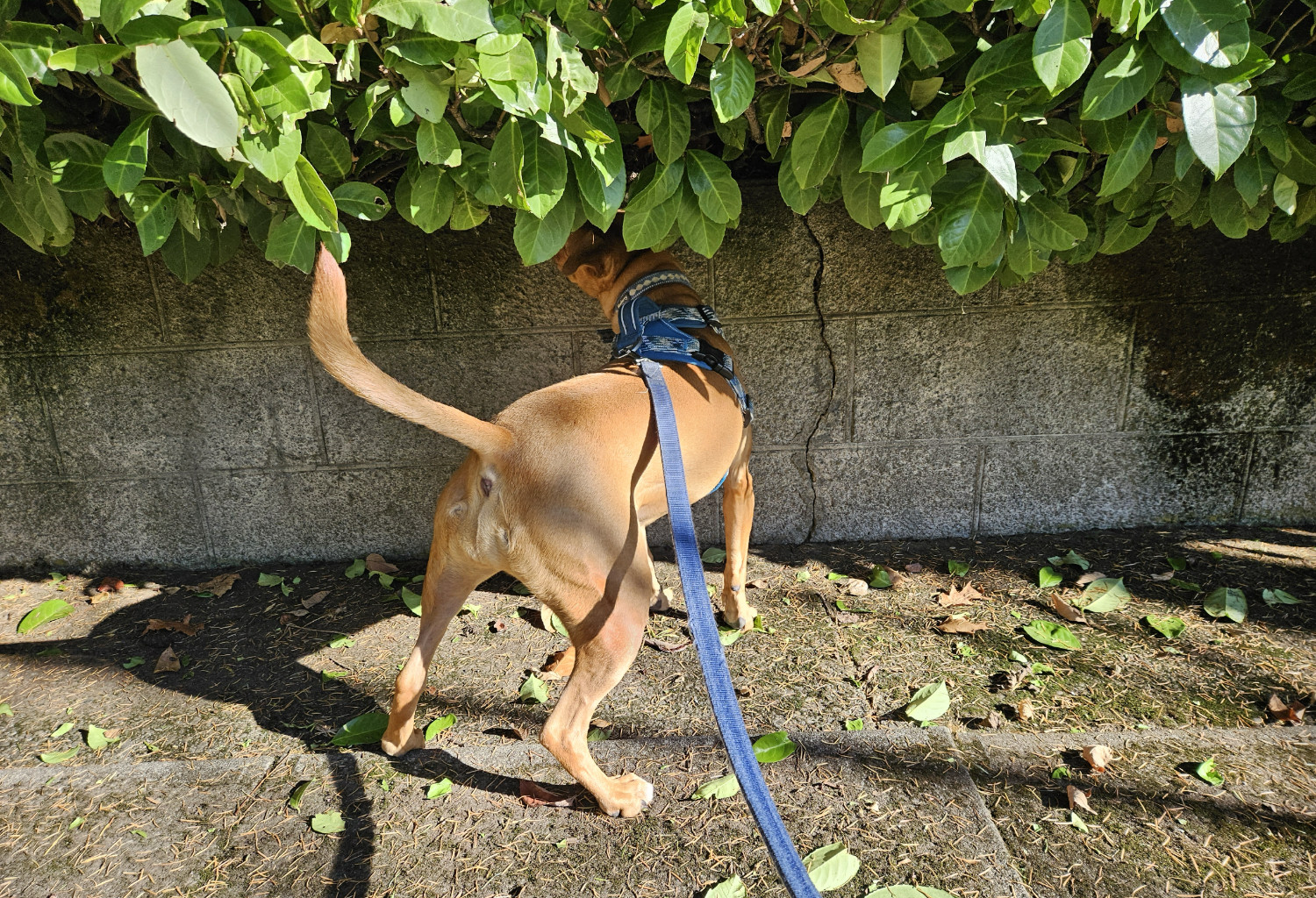 Barley, a dog, peeks her head under an overhanging hedge, thanks to a low wall that elevates it above the sidewalk.