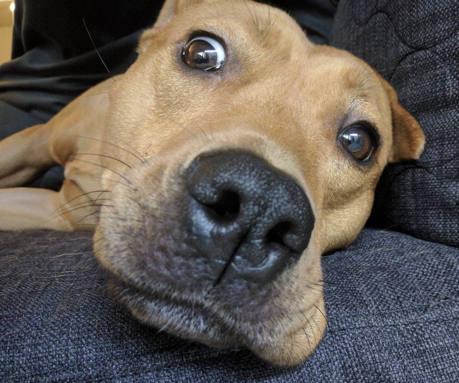 Barley, a dog, is photographed in extreme close-up as she lies on her side. Her eyes have gone wide a moment before the photo is taken.