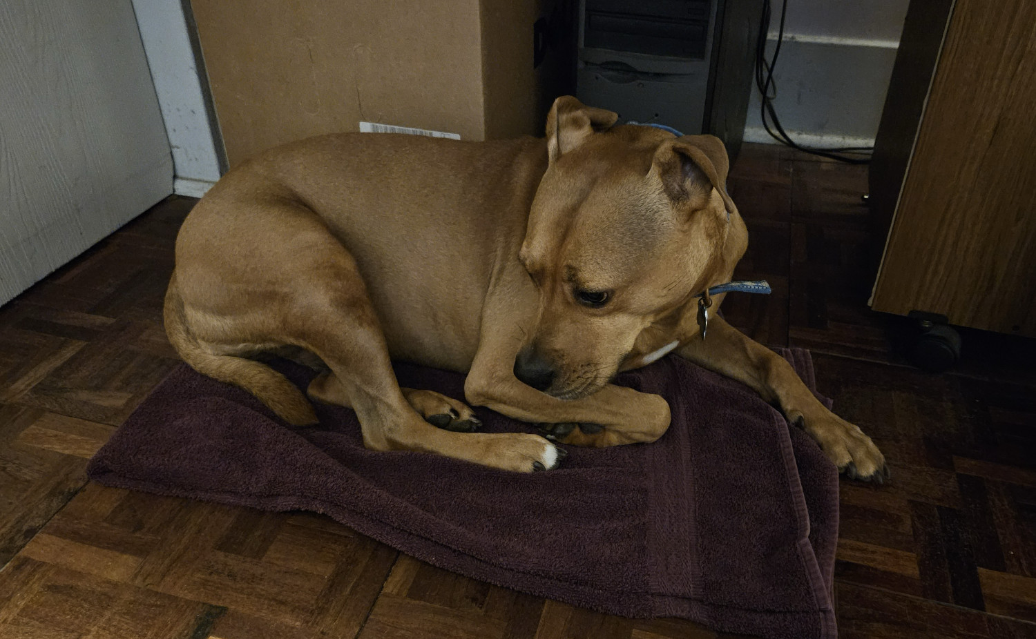 Barley, a dog, is nervously parked under a desk on a hastily improvised dog bed made from a towel.