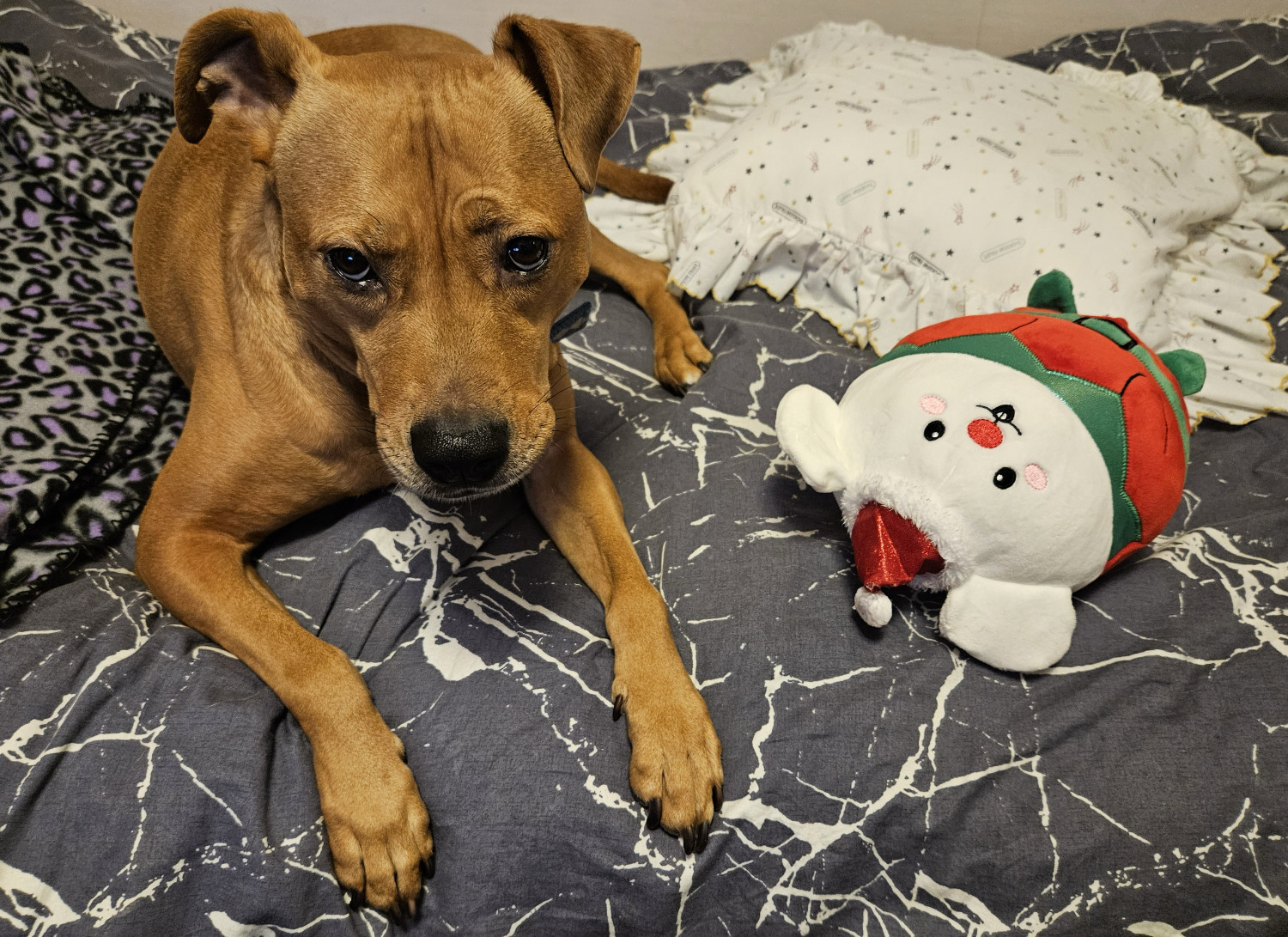 Barley, a dog, lies on a bed next to a squishy Christmas mouse toy.