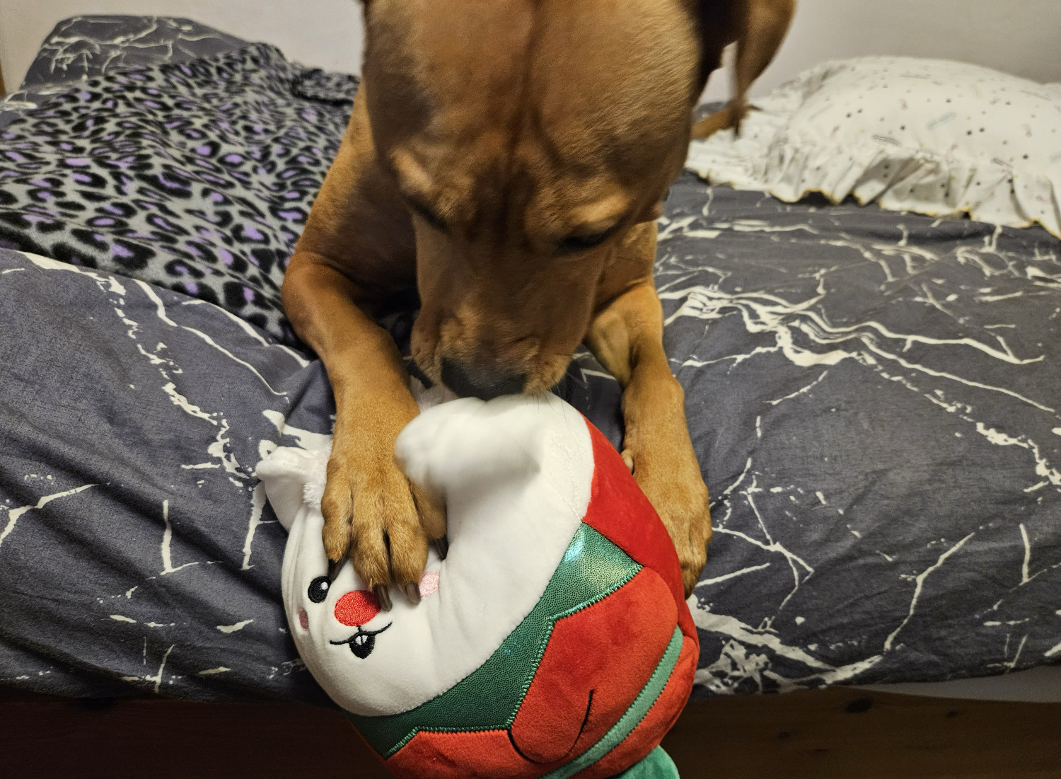 Barley stomps the Christmas mouse right on its face while vigorously worrying at one of its ears.